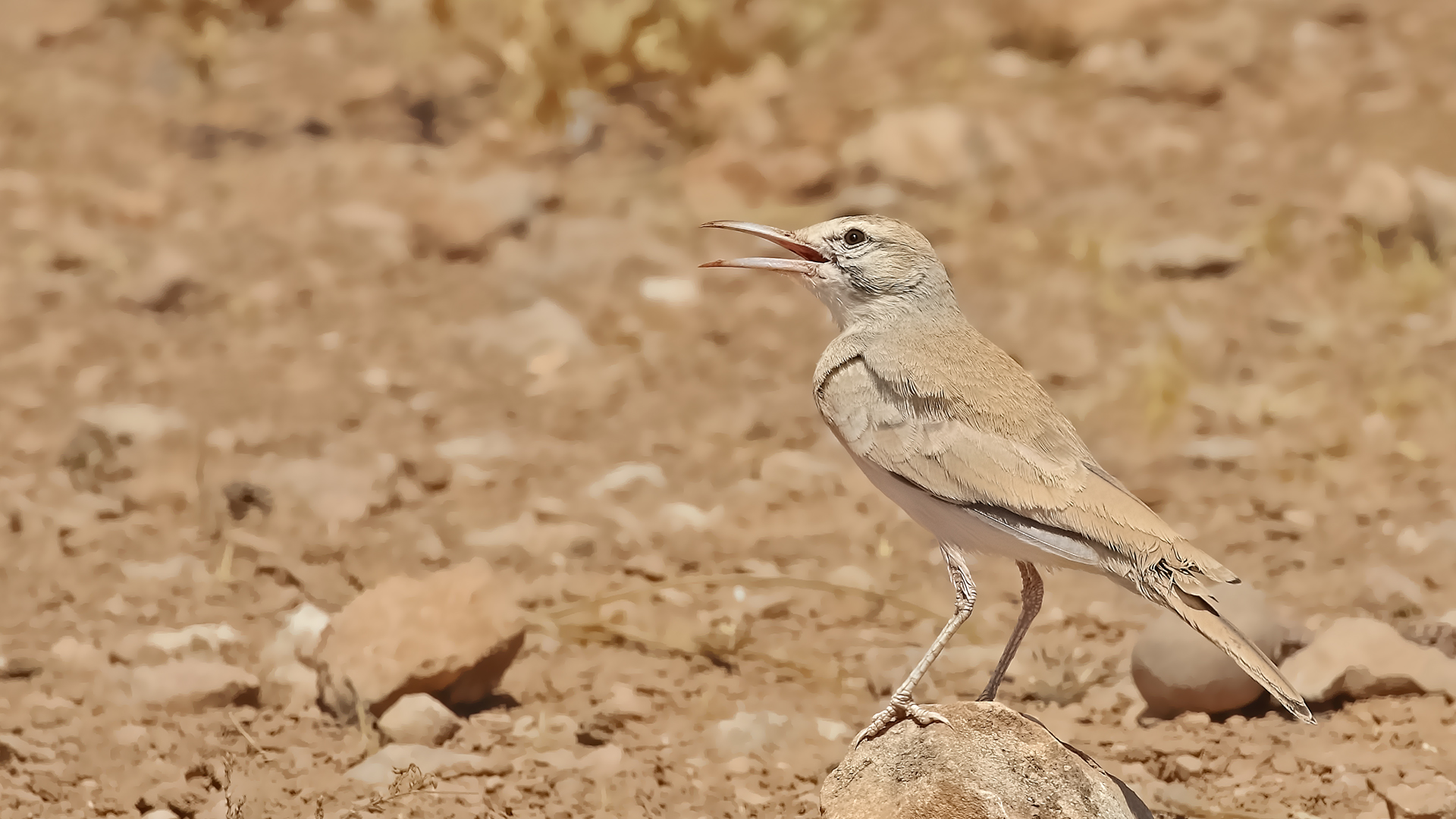 Greater Hoopoe-Lark