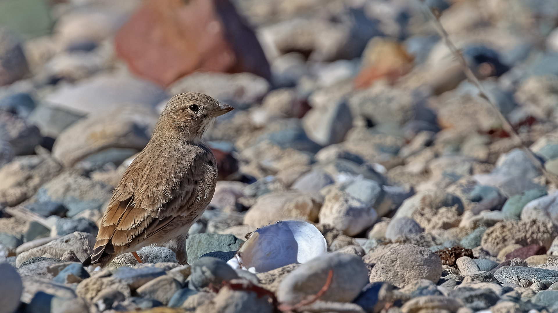 Lesser Short-toed Lark
