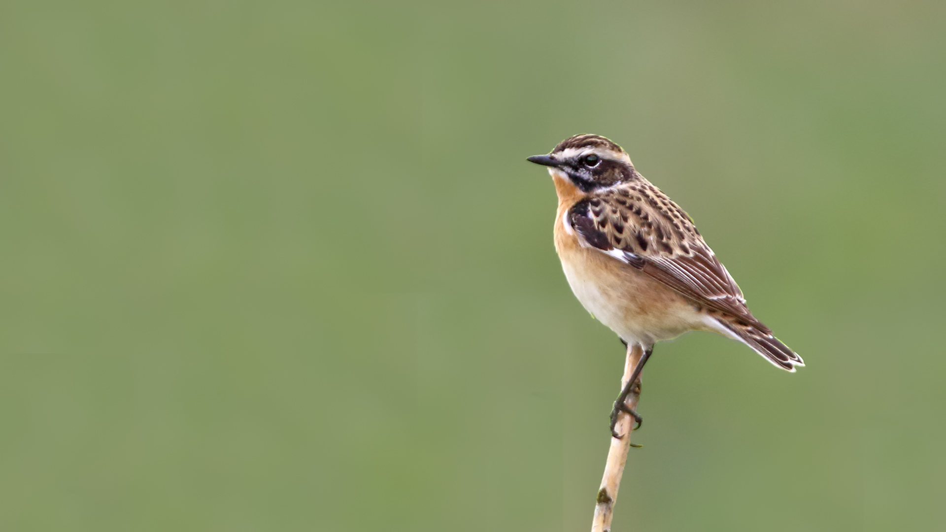 Whinchat