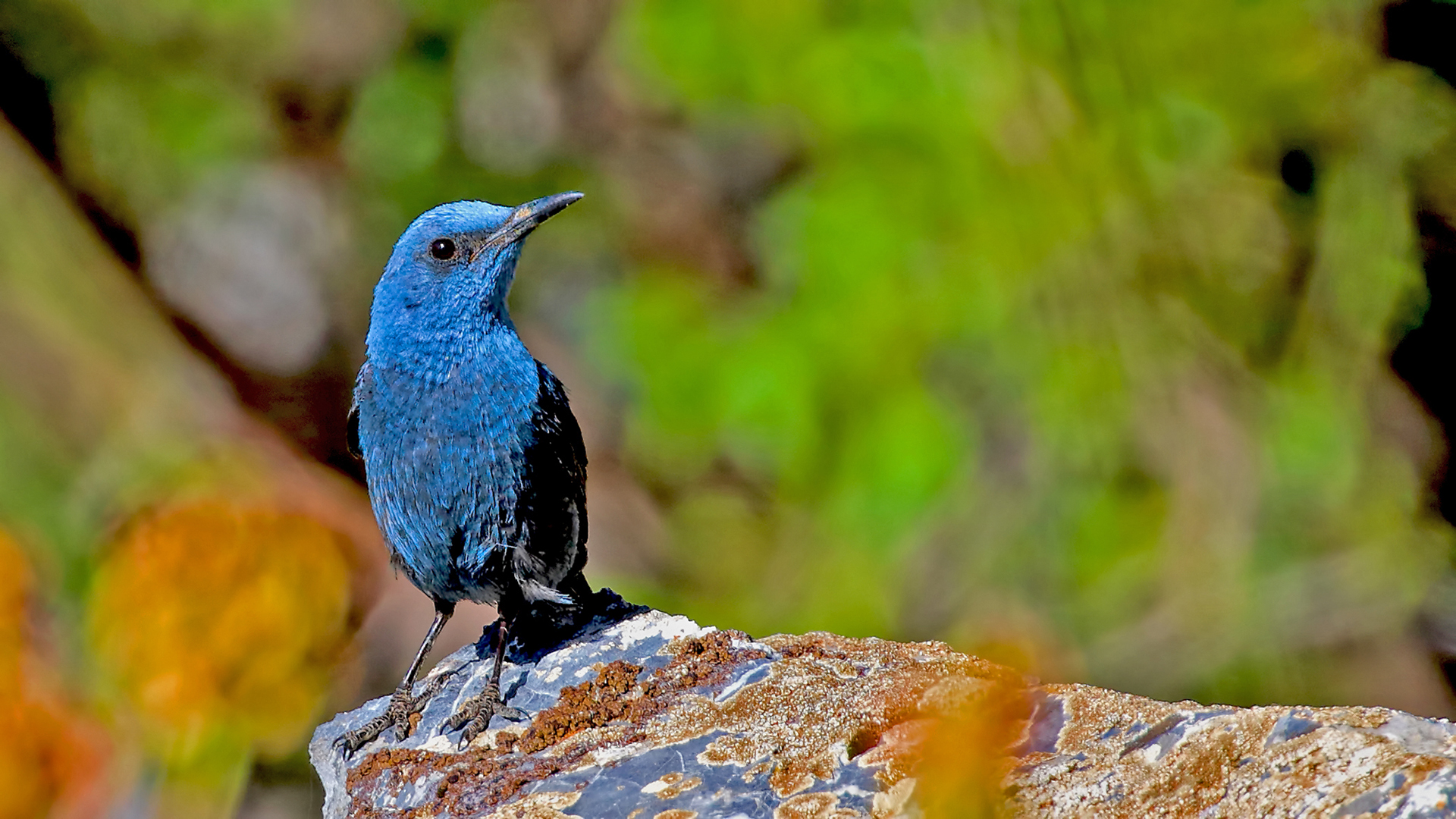 Blue Rock-Thrush