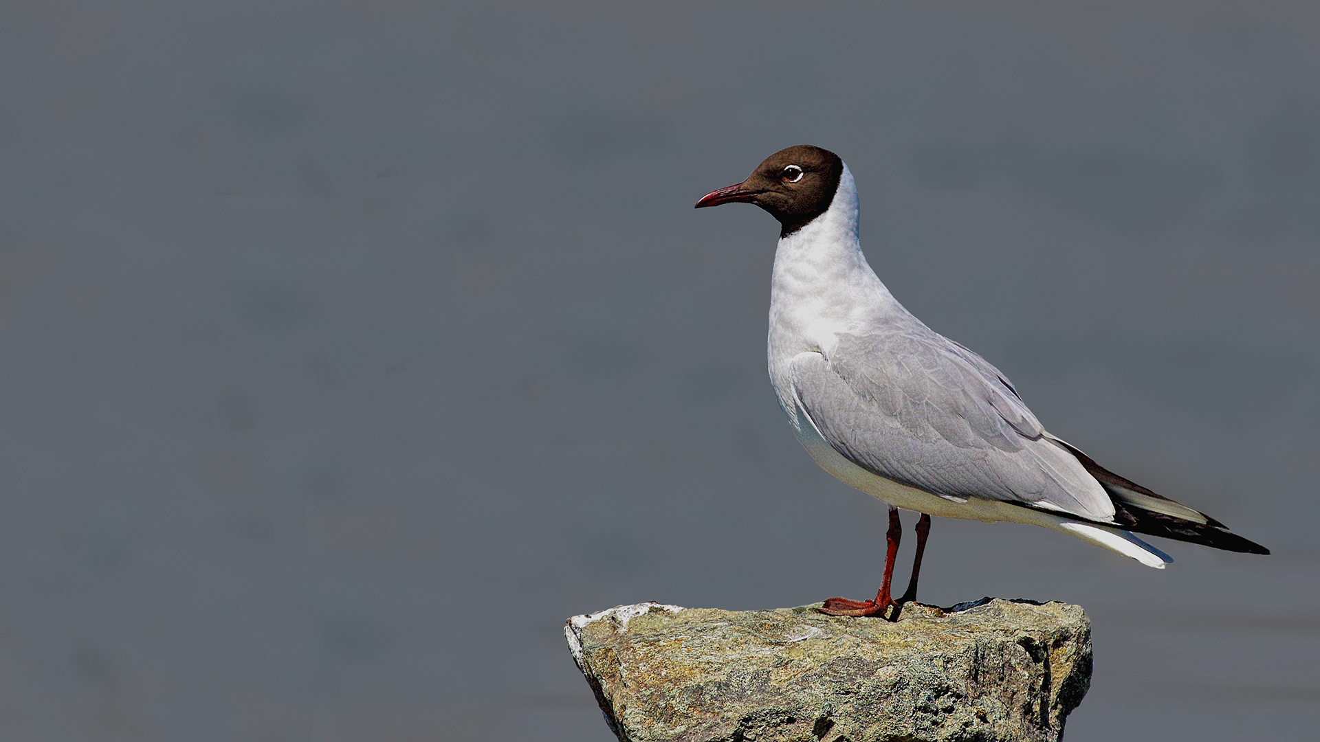 Black-headed Gull — Ana fotoğraf
