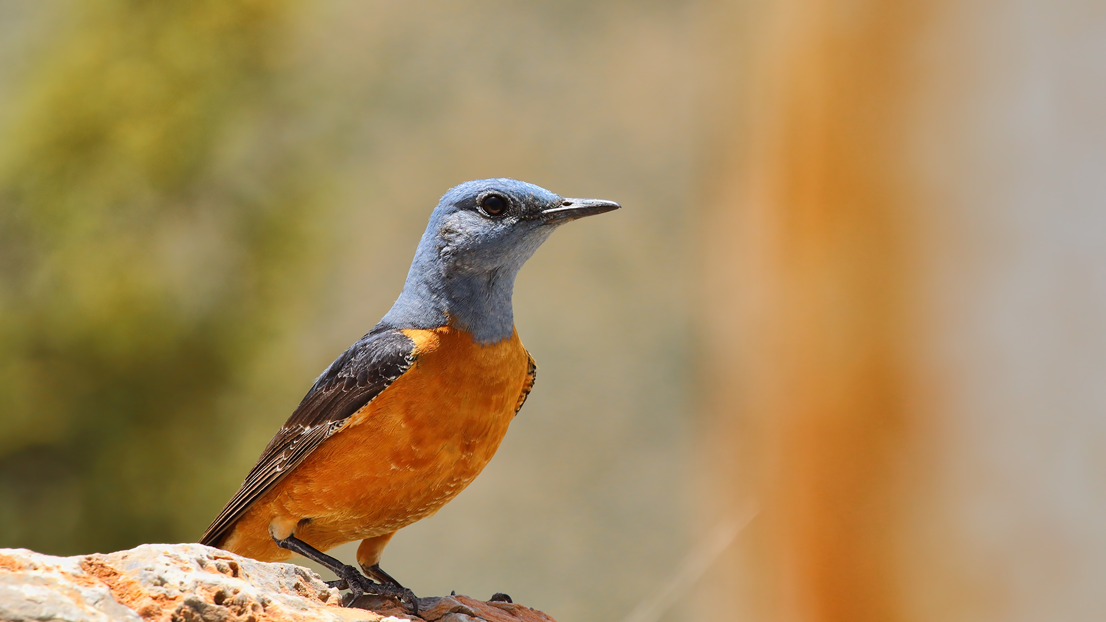 Rufous-tailed Rock-Thrush