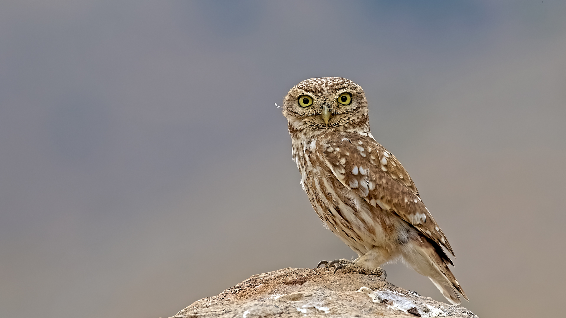 Little Owl