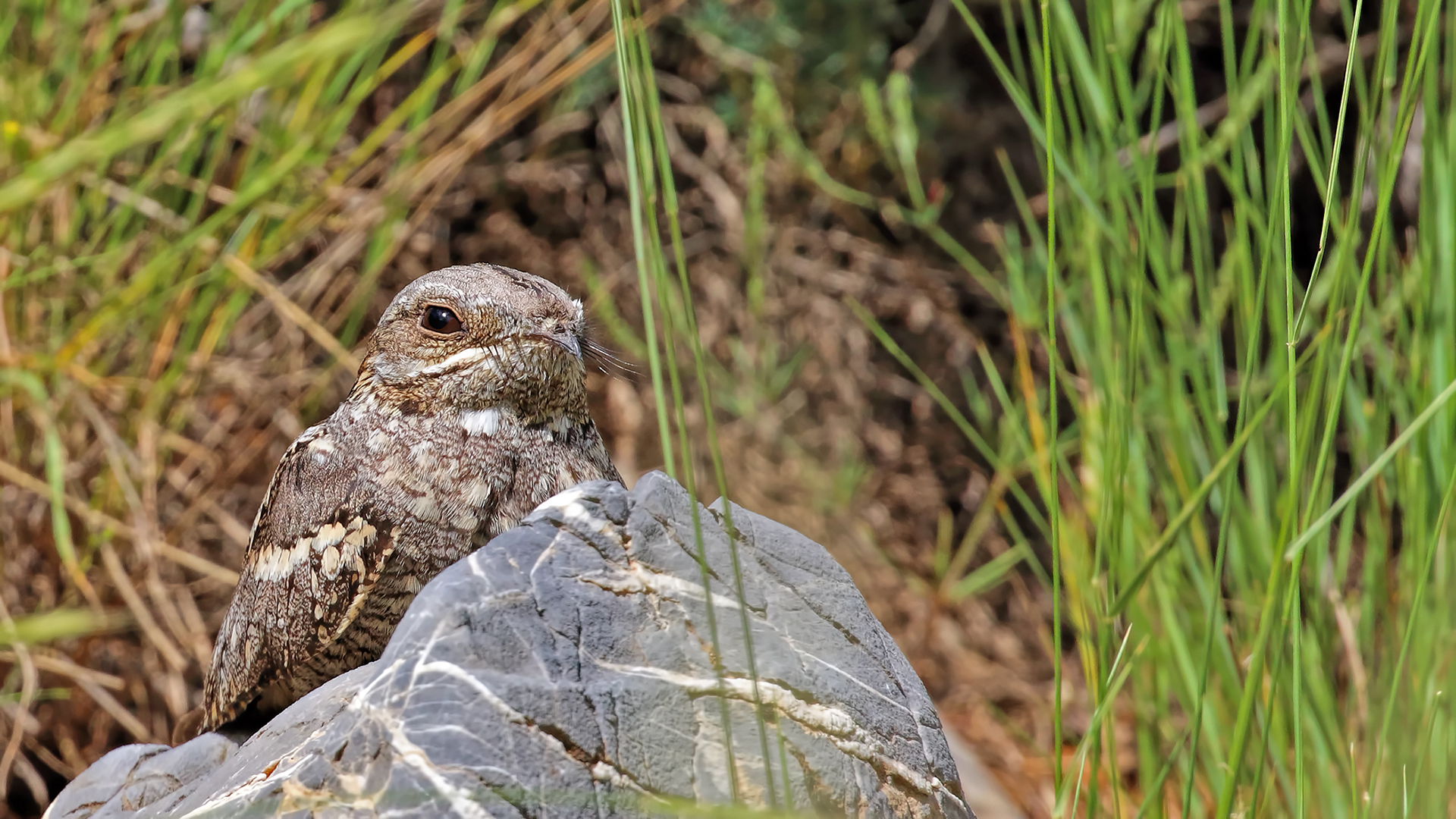 Eurasian Nightjar