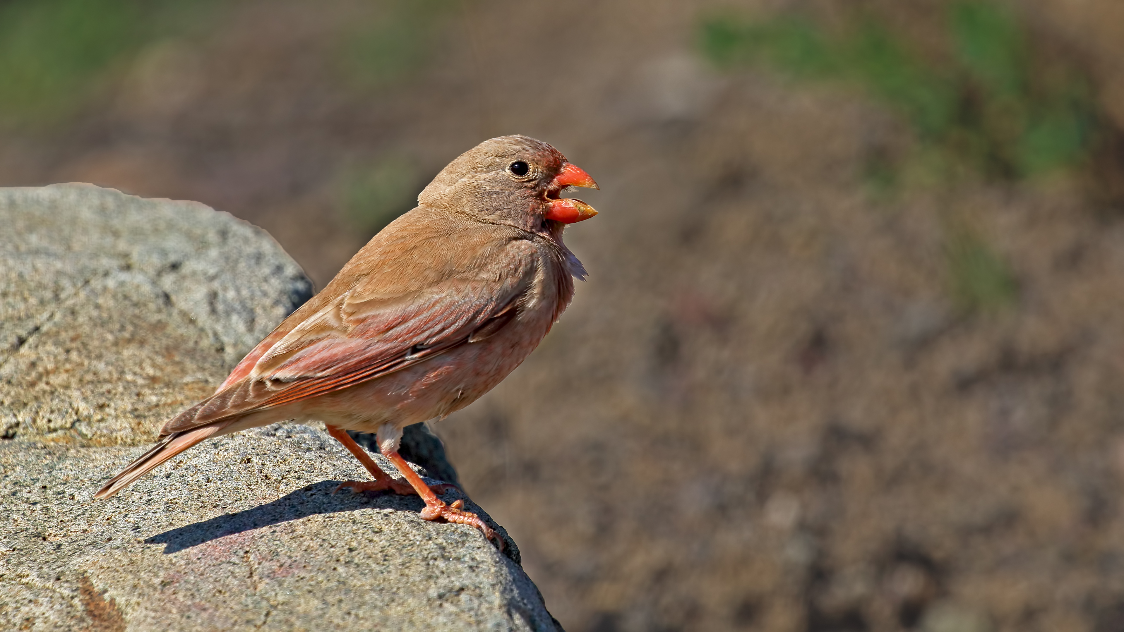 Trumpeter Finch — Ana fotoğraf