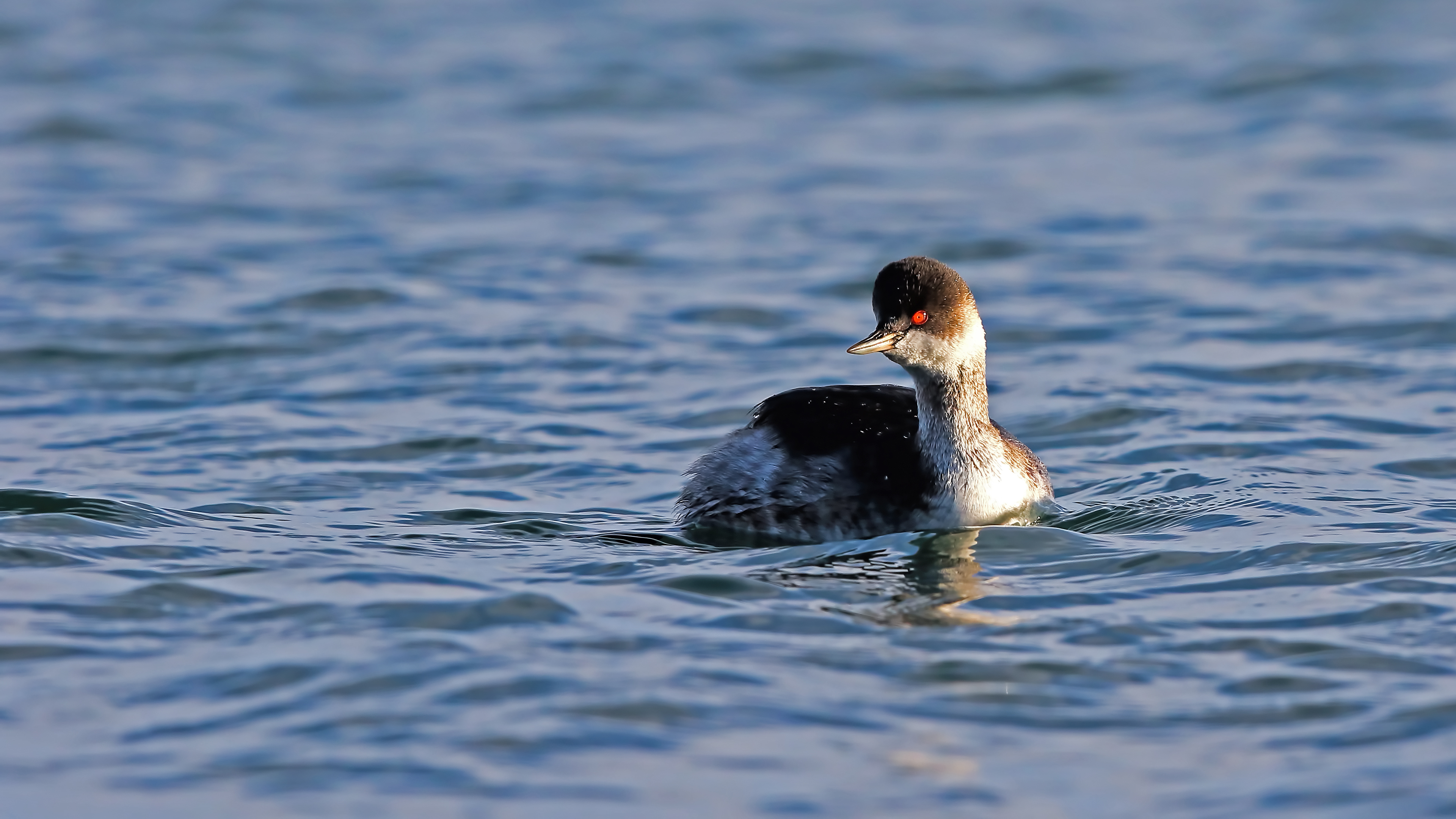 Eared Grebe — Ana fotoğraf