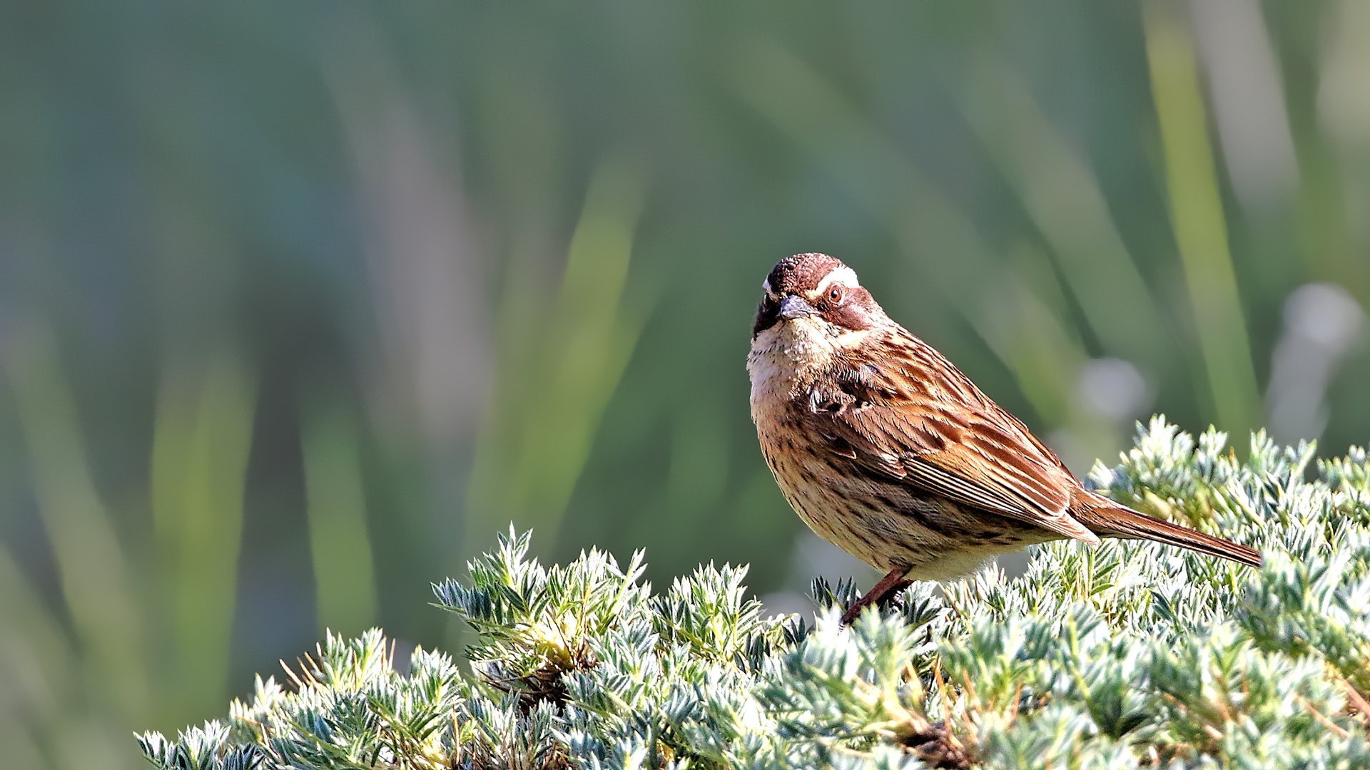 Radde's Accentor