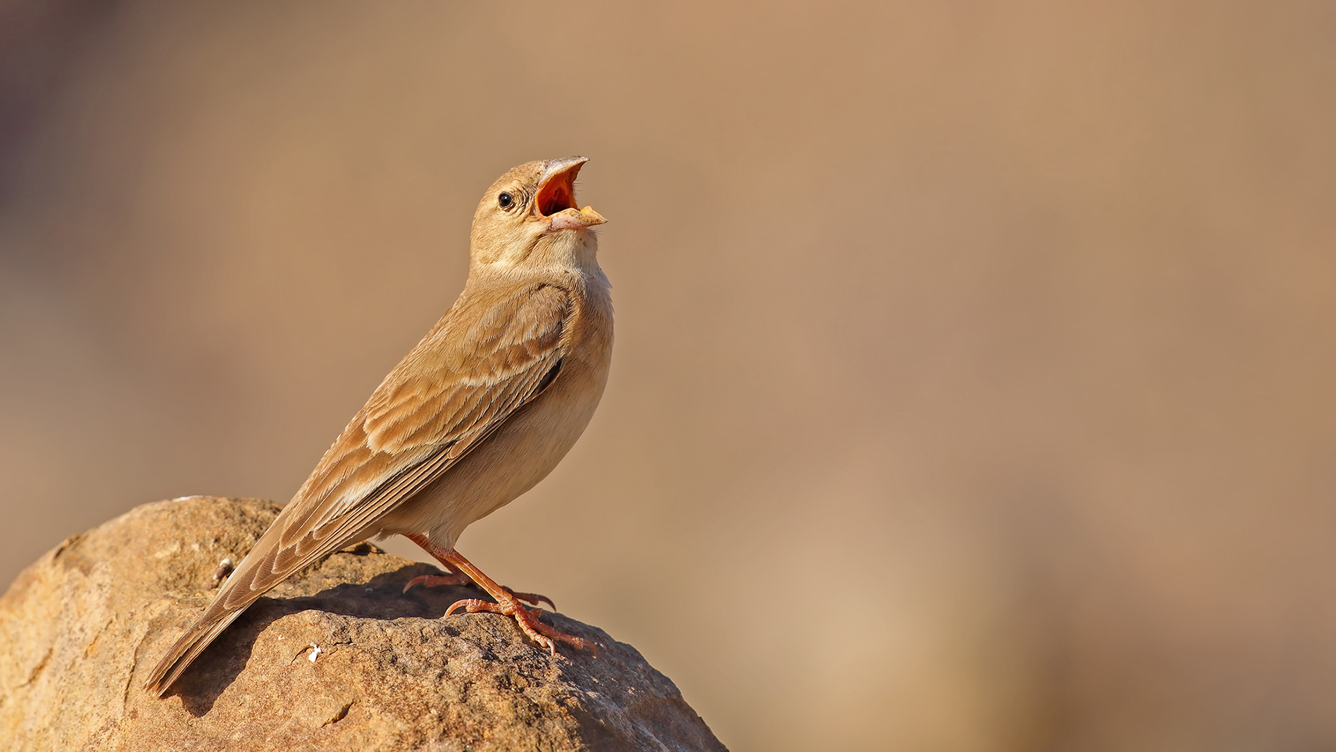 Pale Rockfinch