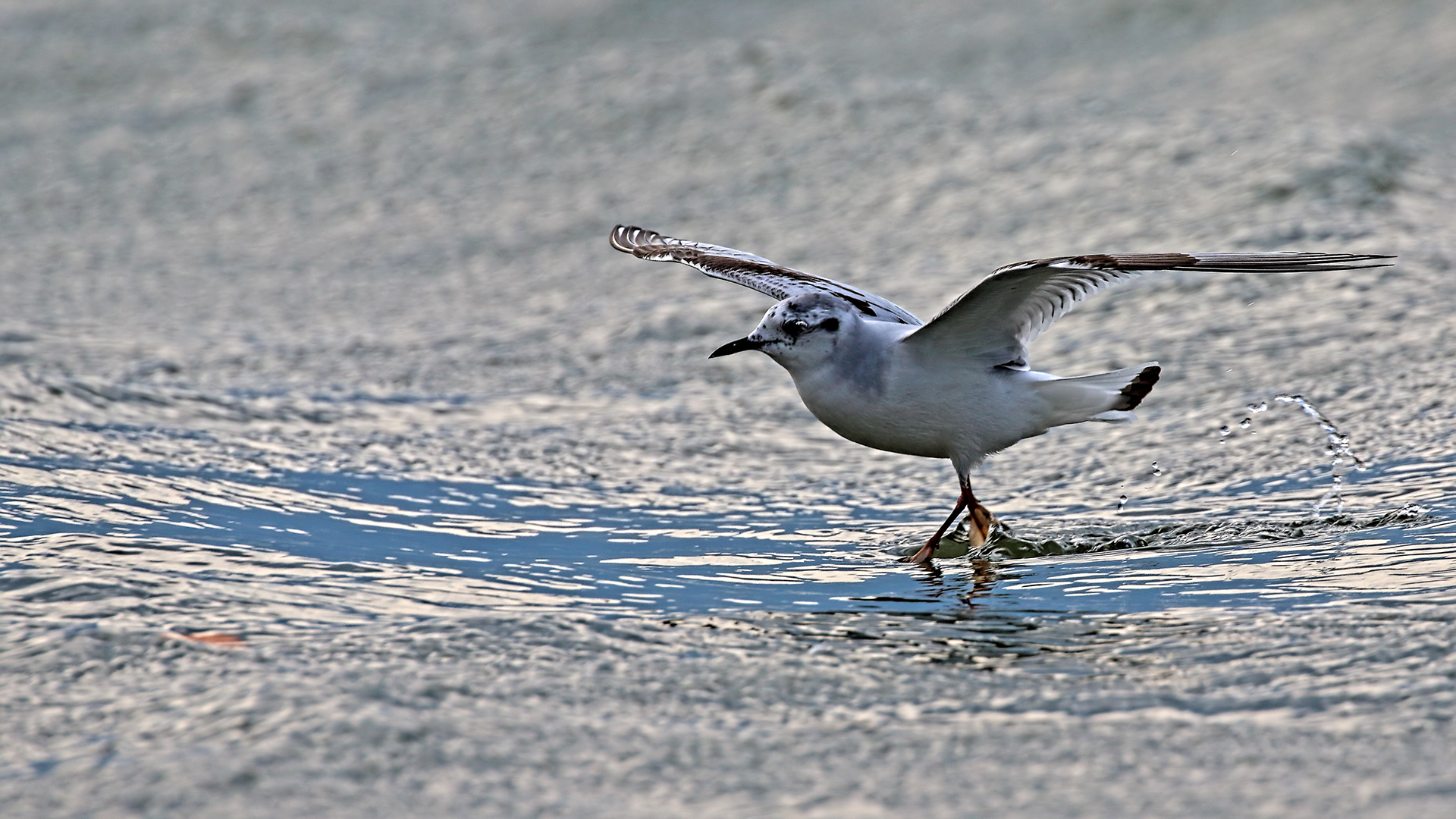 Little Gull