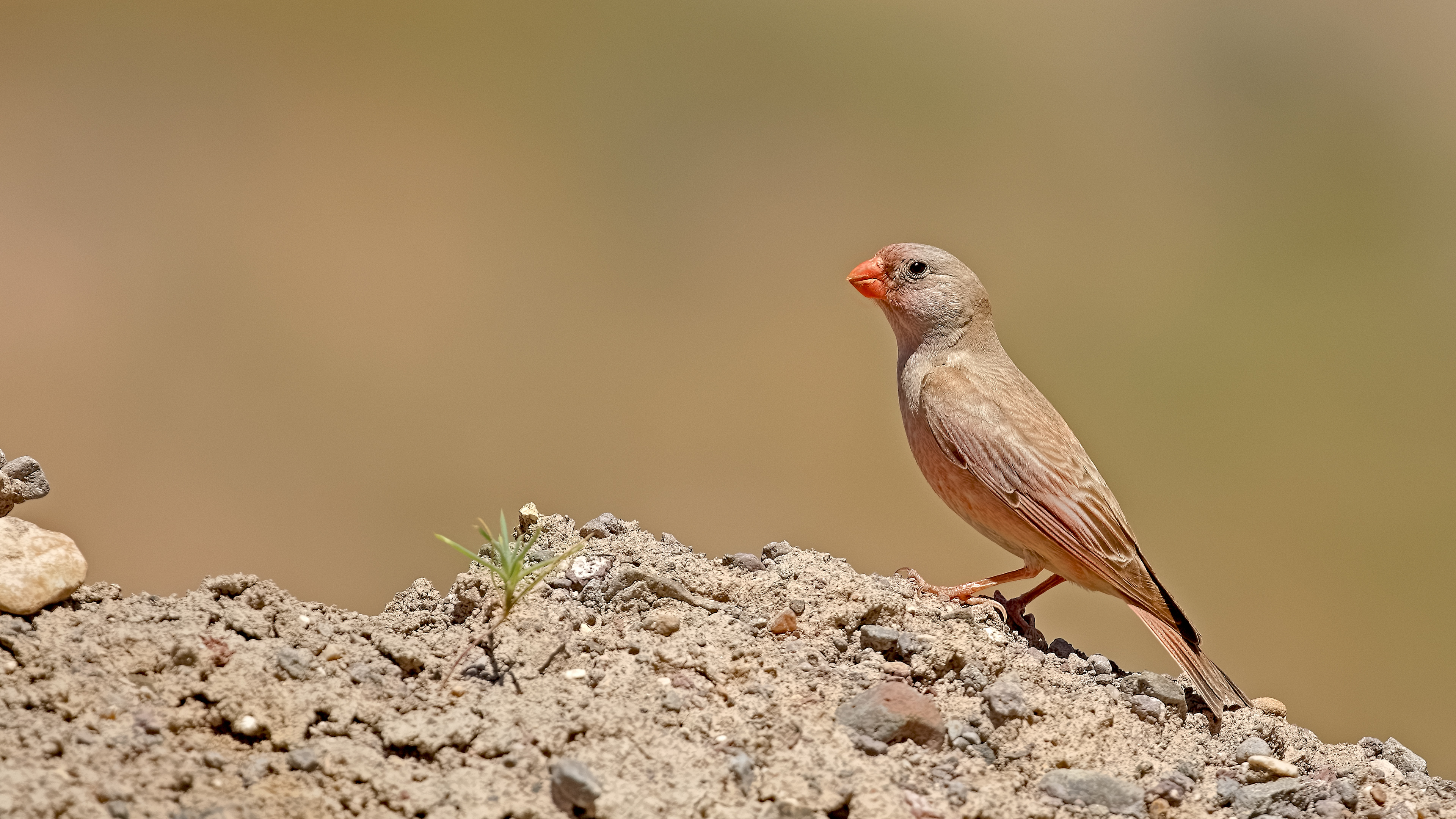 Trumpeter Finch