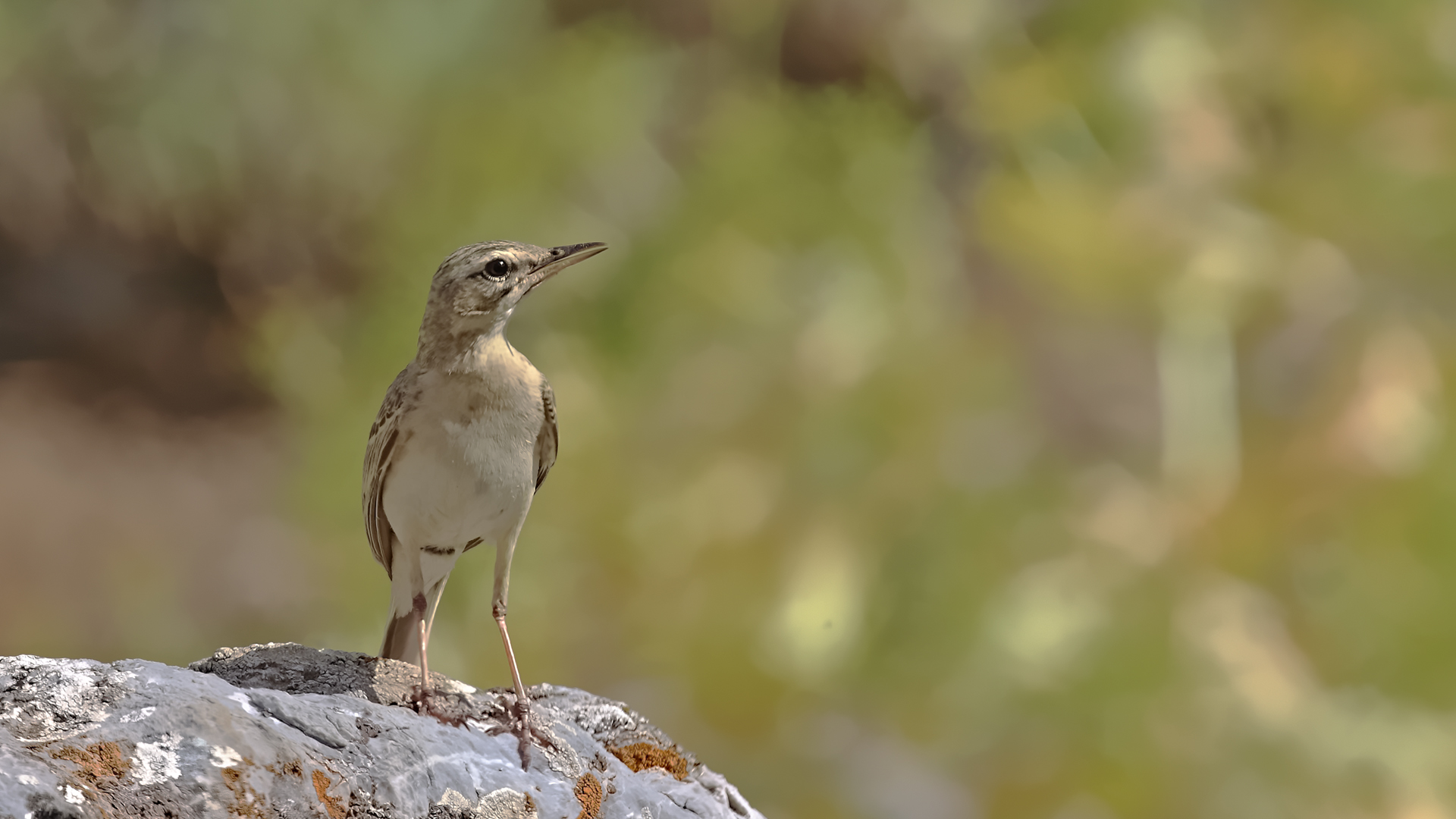 Tawny Pipit — Ana fotoğraf