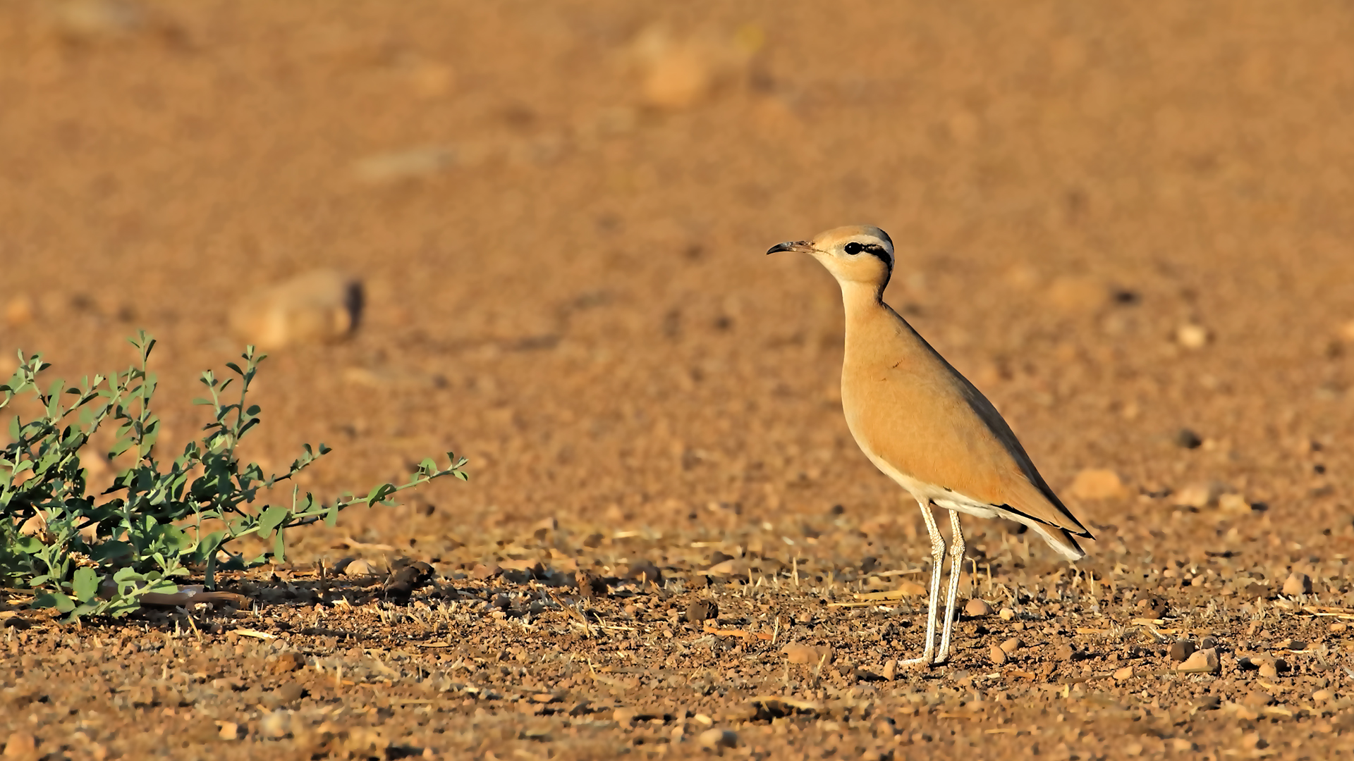 Cream-colored Courser