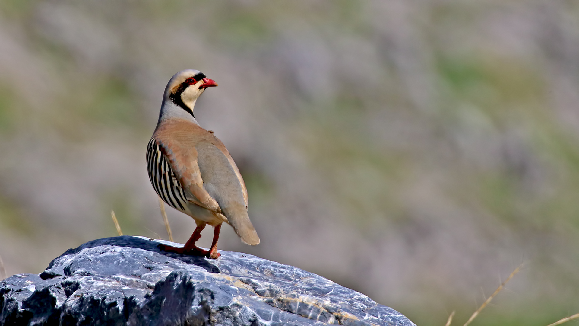 Chukar