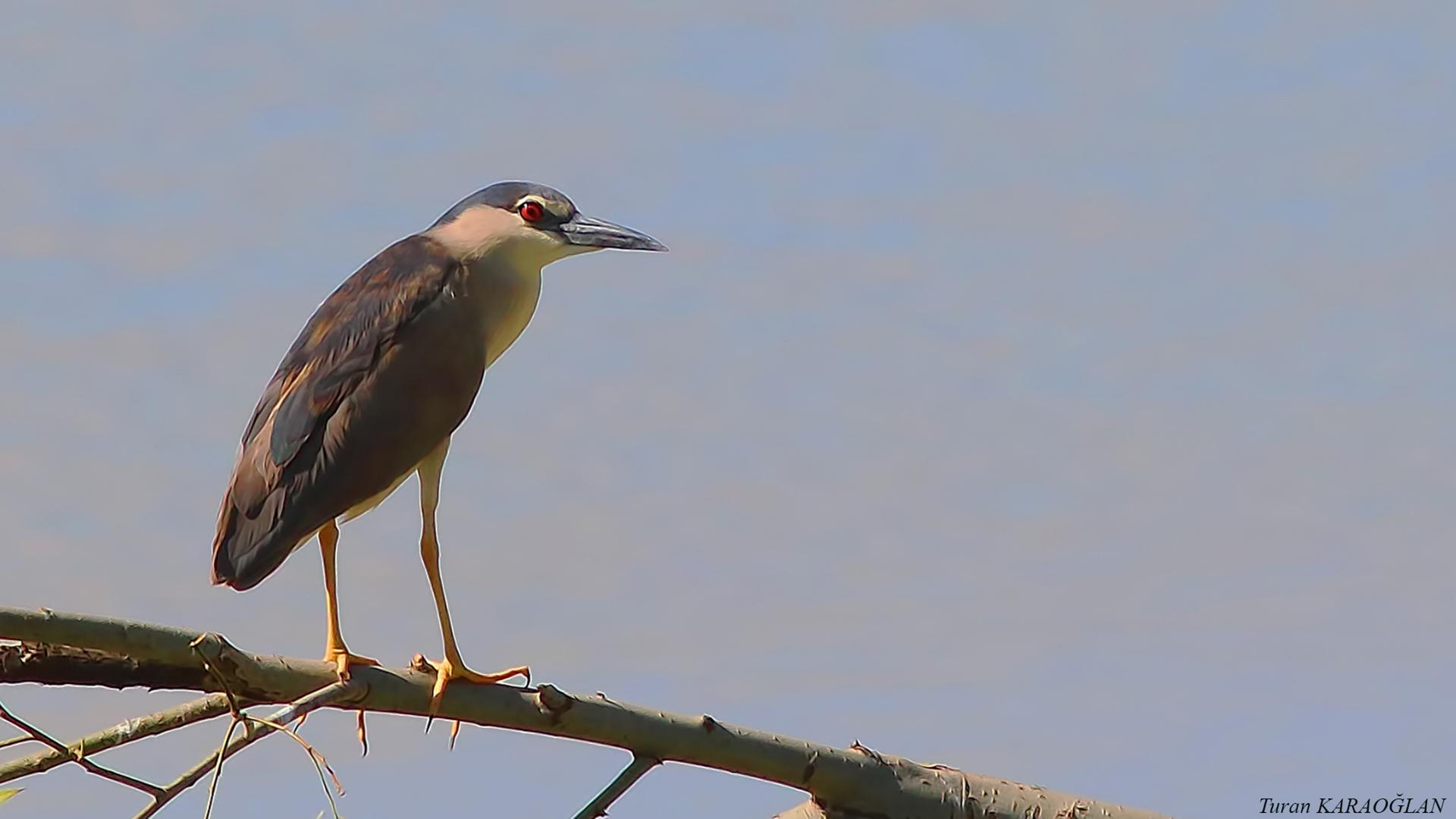Black-crowned Night-Heron — Ana fotoğraf