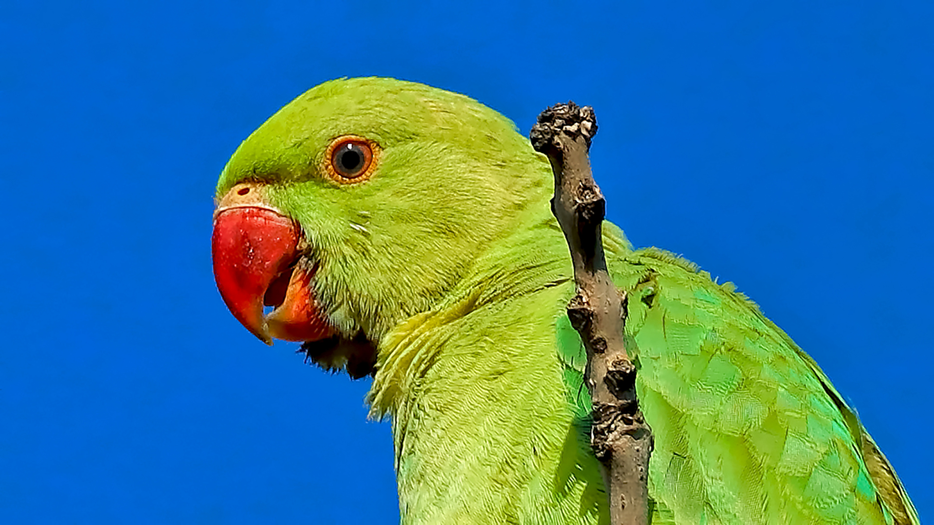 Rose-ringed Parakeet