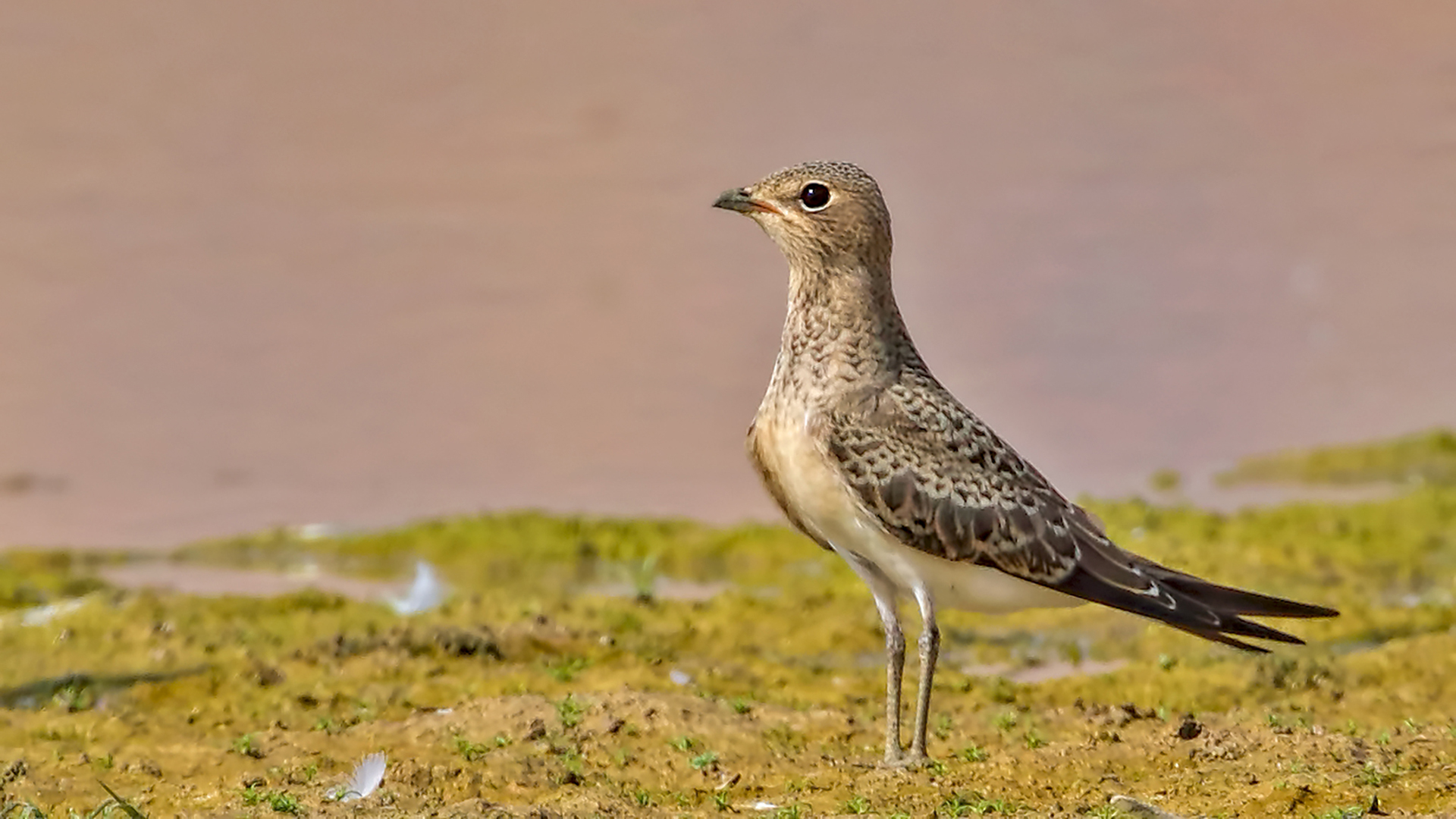 Black-winged Pratincole — Ana fotoğraf