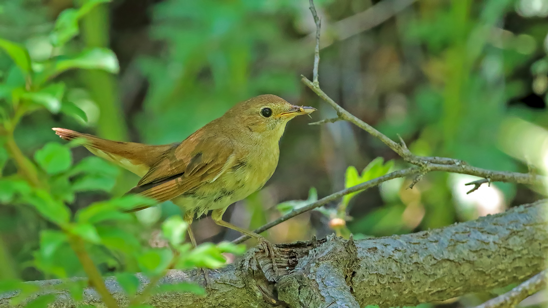 Common Nightingale
