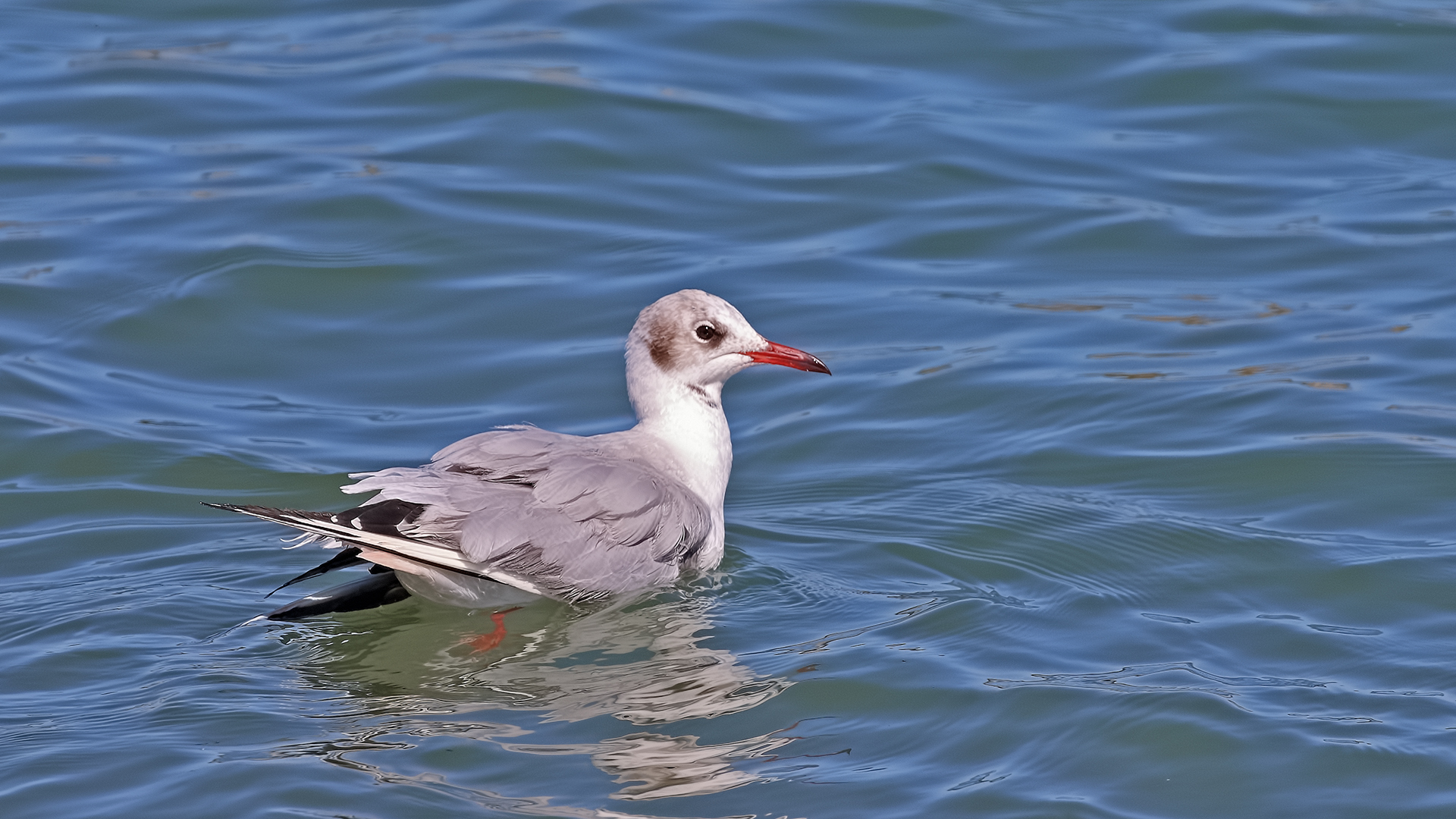 Slender-billed Gull
