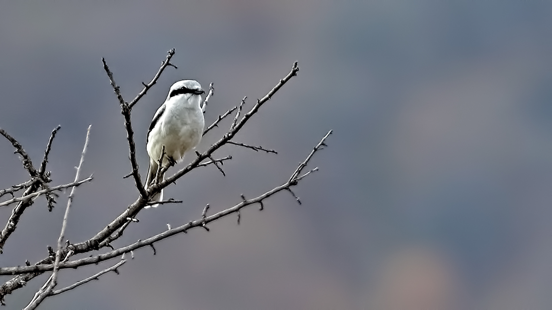 Great Gray Shrike