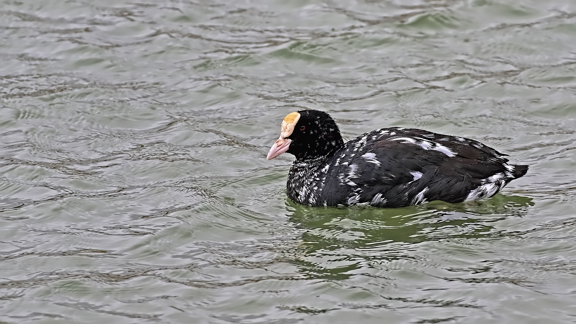 Eurasian Coot — Ana fotoğraf