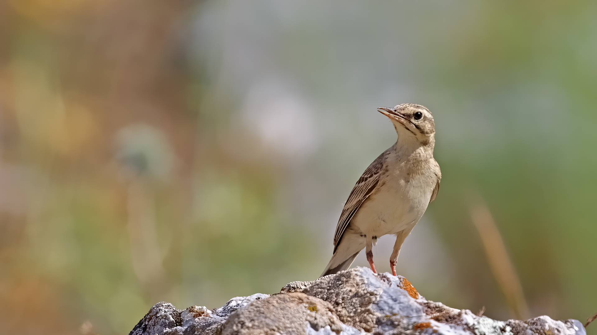 Tawny Pipit