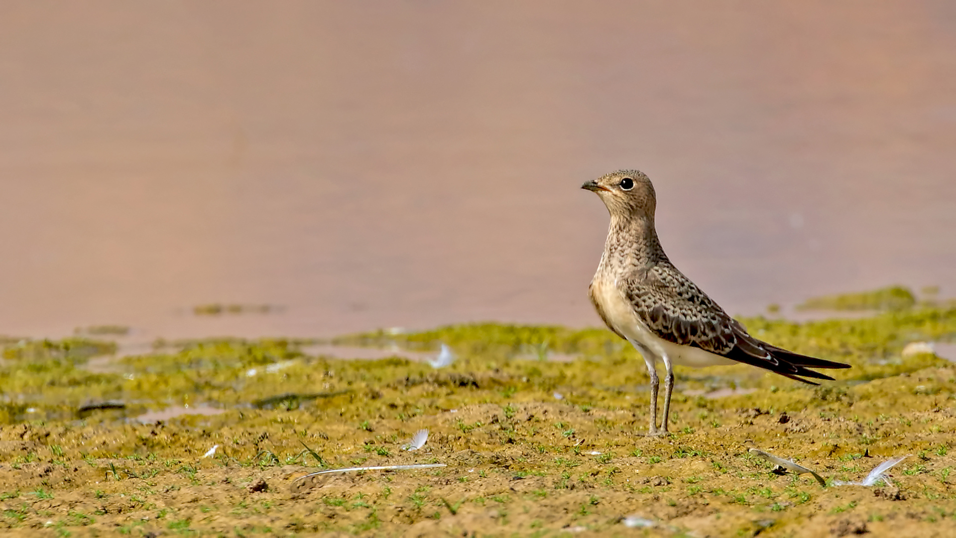 Black-winged Pratincole