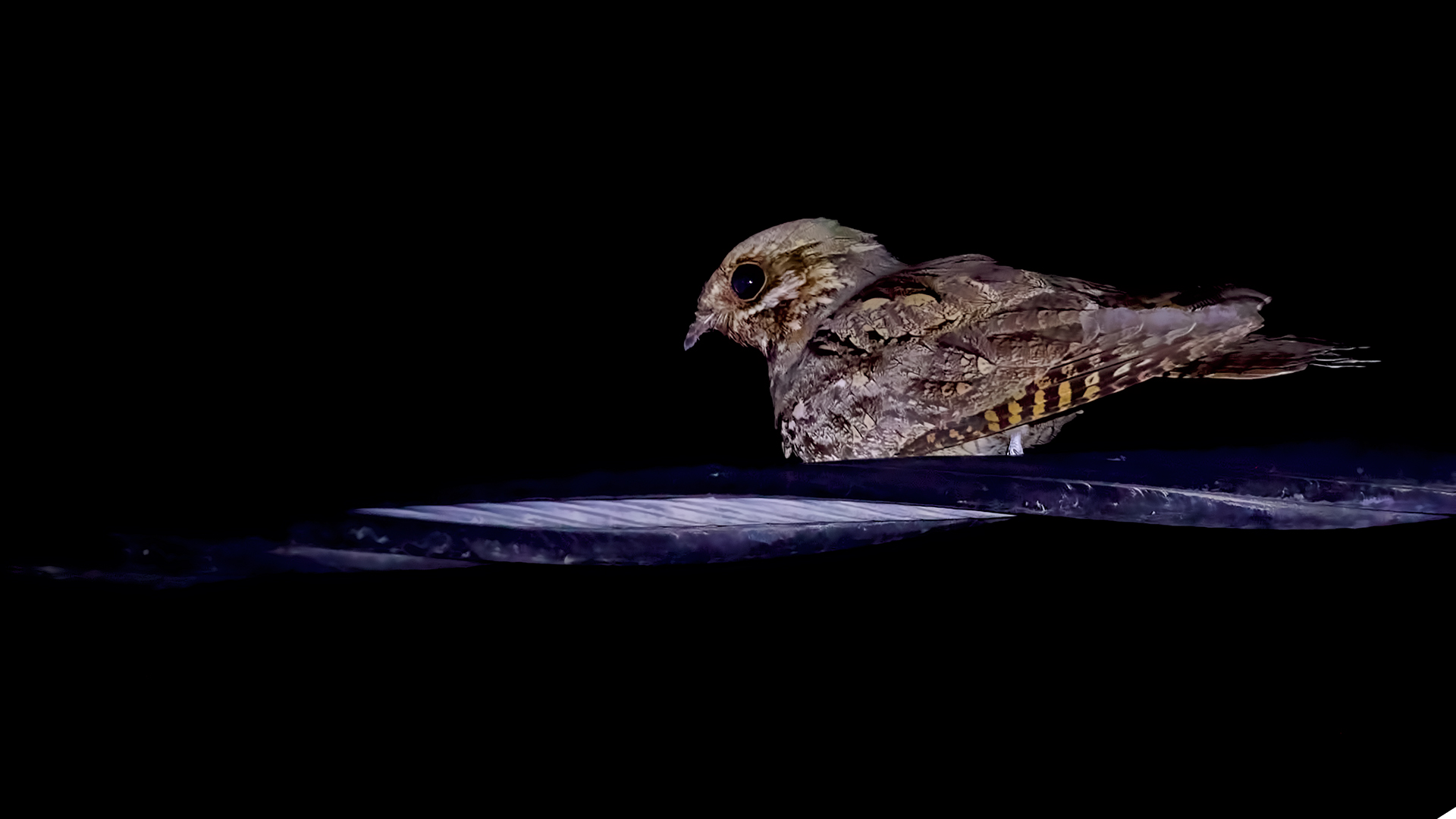 Eurasian Nightjar