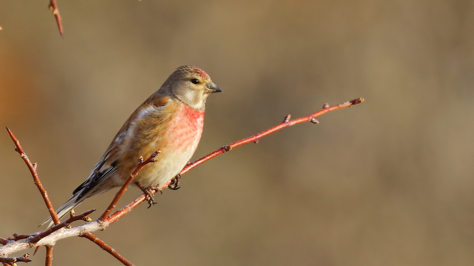 Eurasian Linnet — Ana fotoğraf