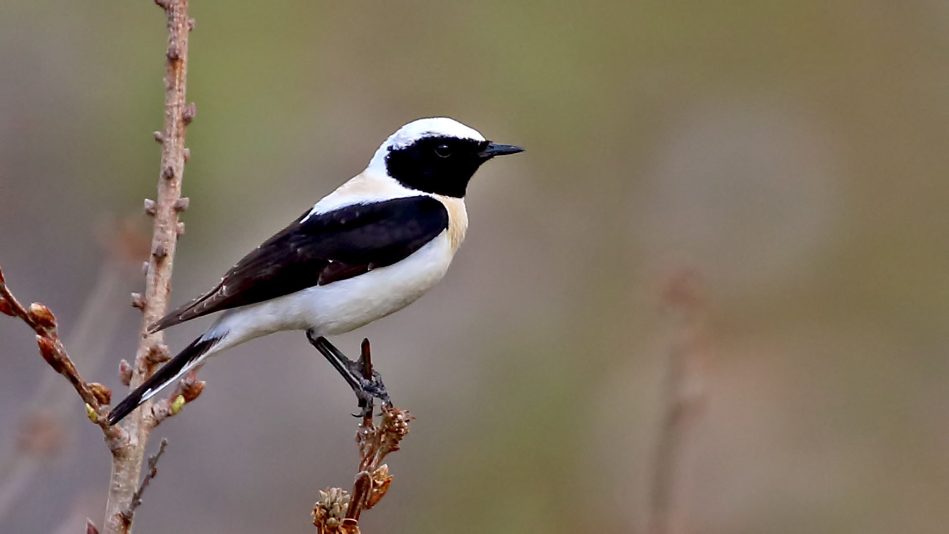 Black-eared Wheatear