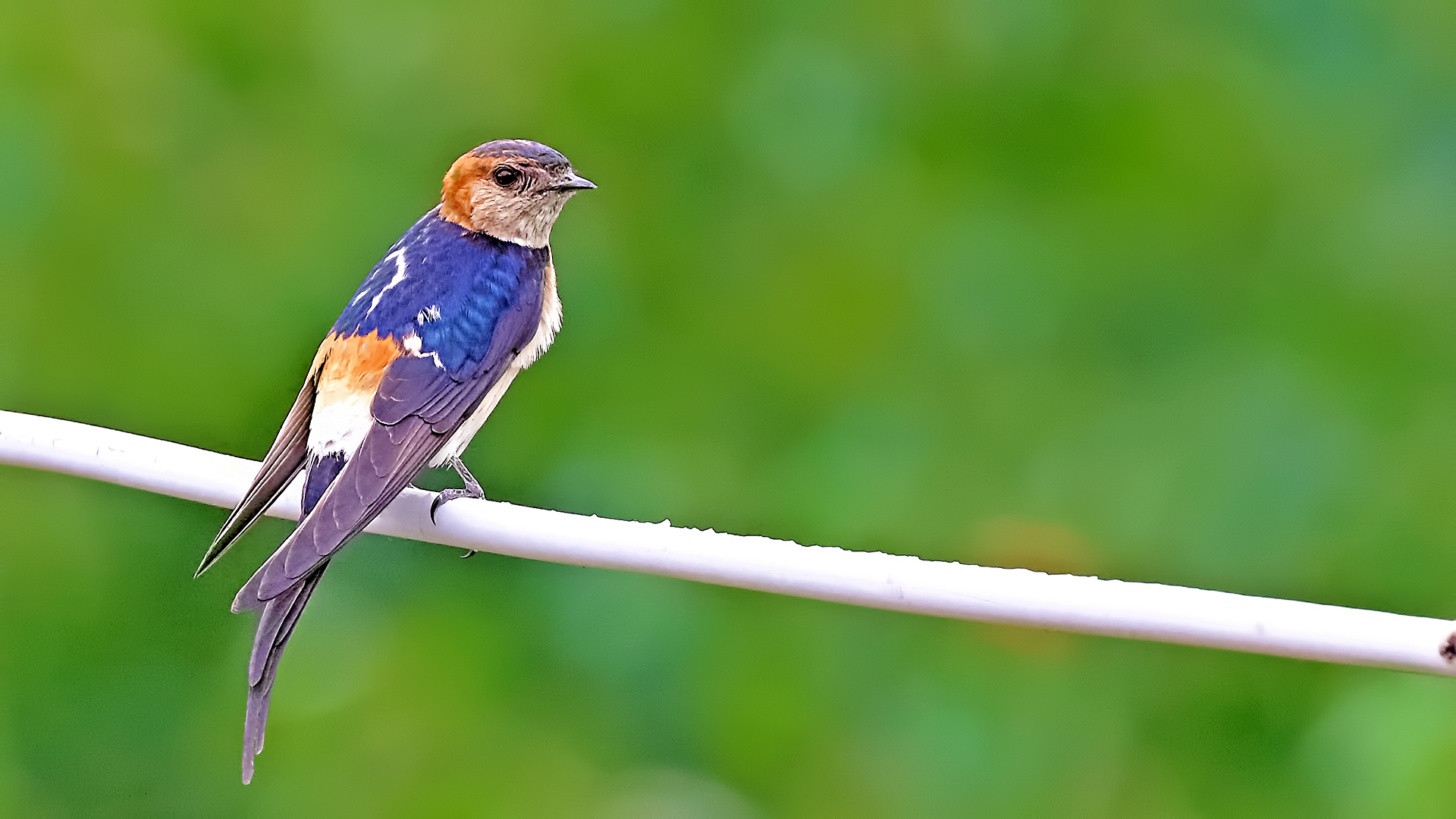 Barn Swallow
