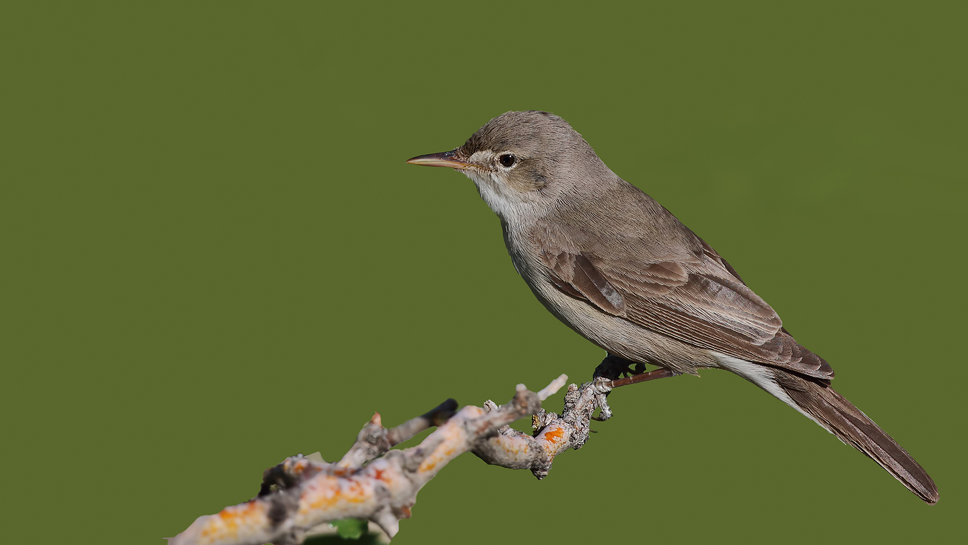 Upcher's Warbler
