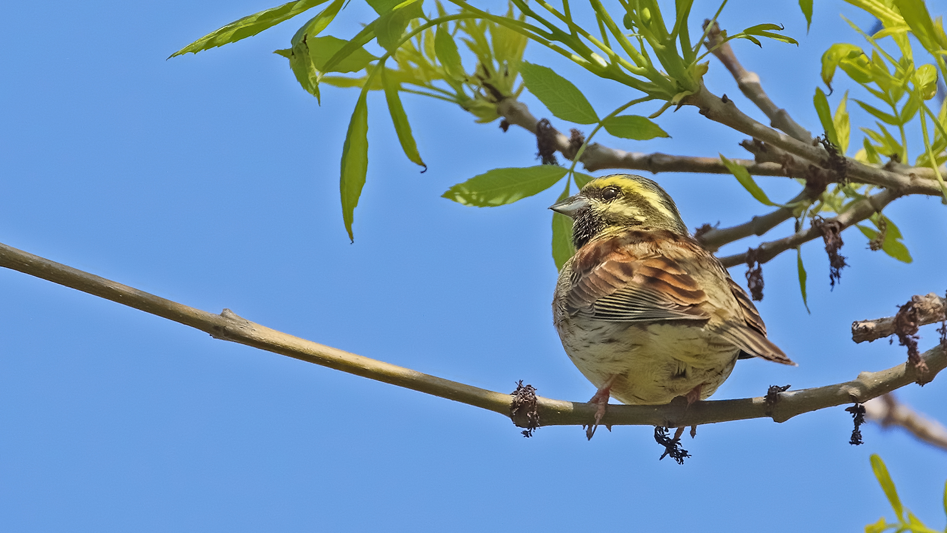 Cirl Bunting — Ana fotoğraf