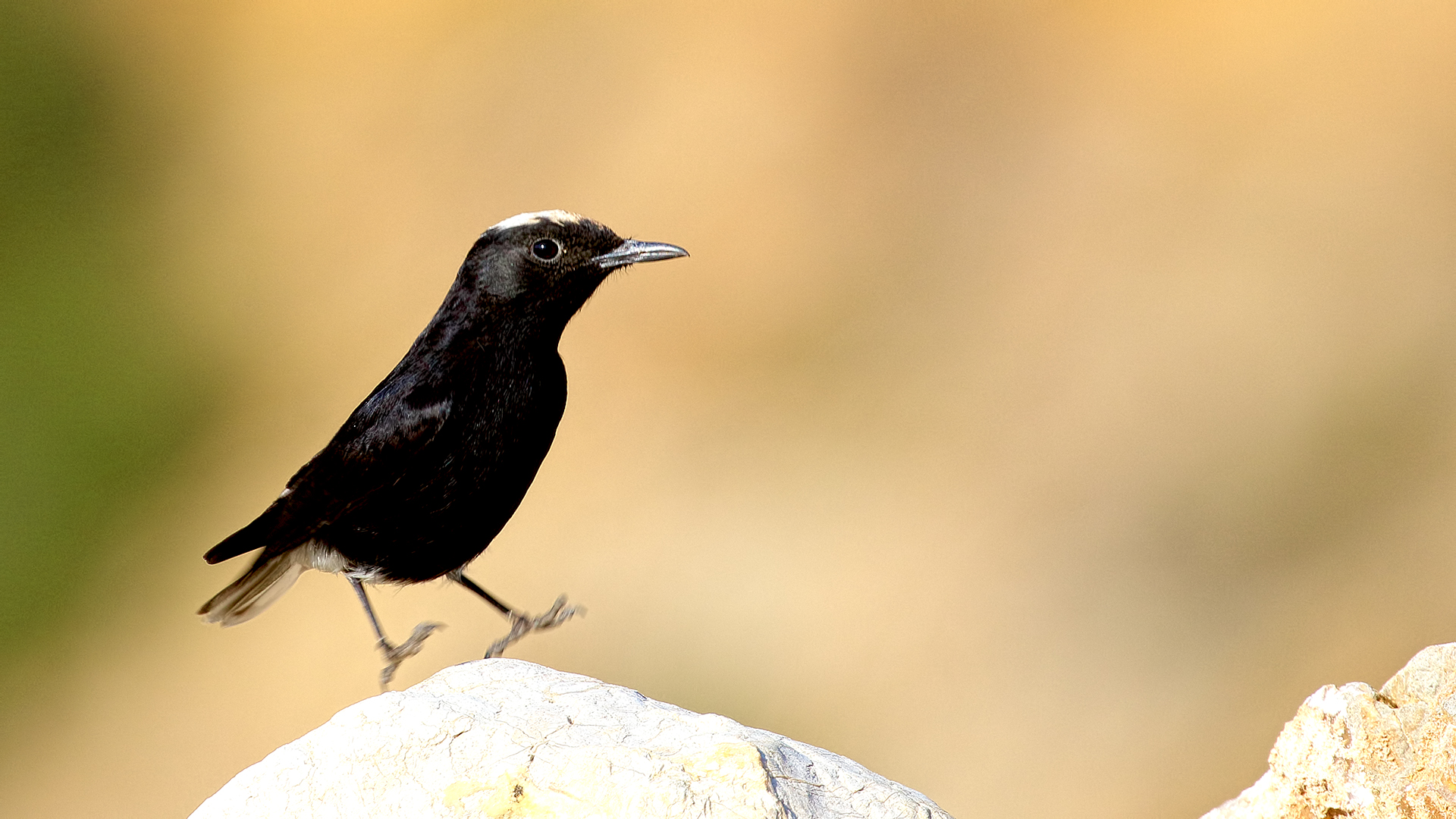 White-crowned Wheatear