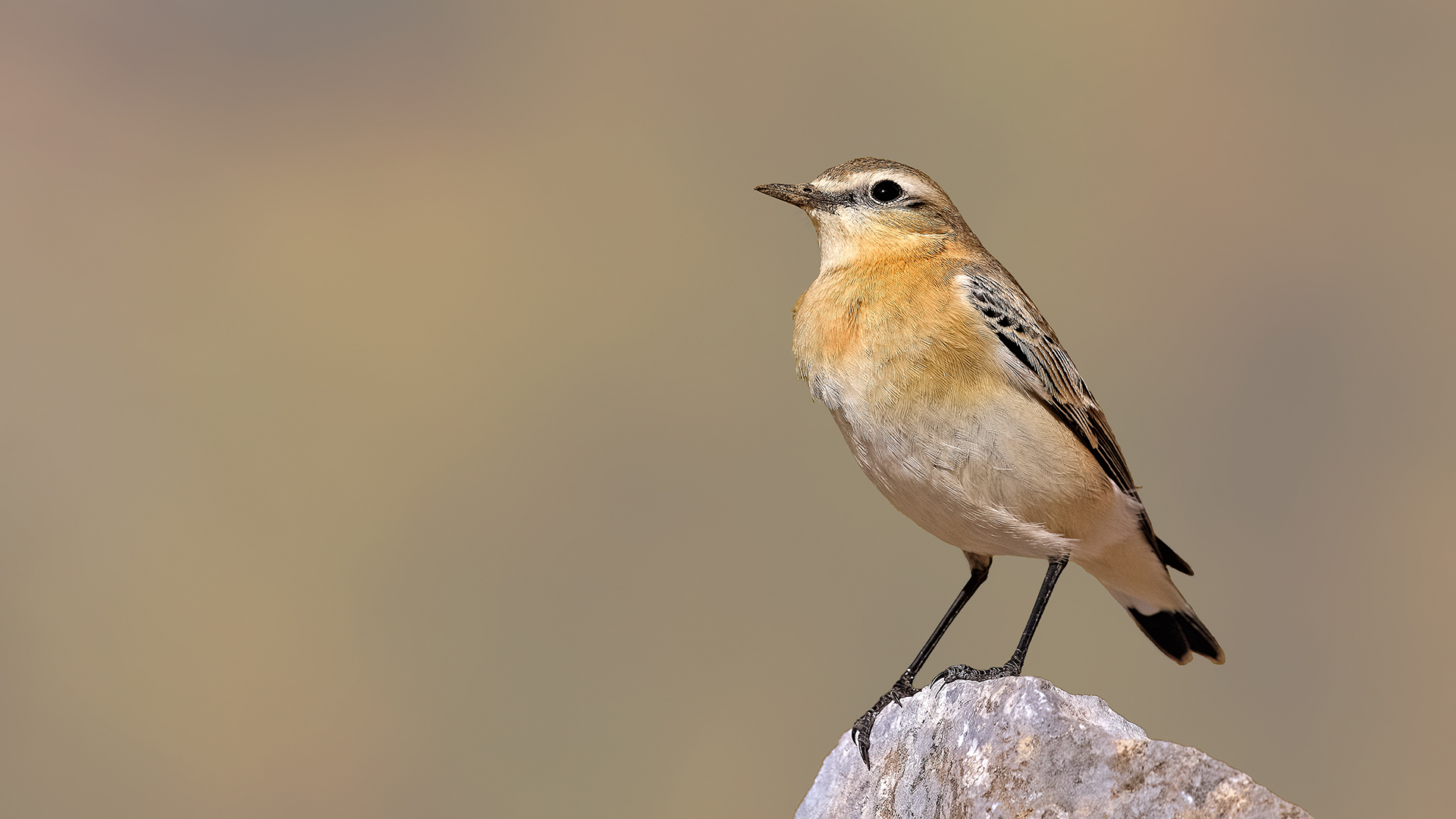 Northern Wheatear