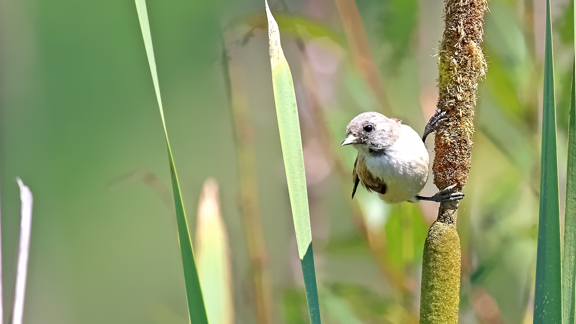 Eurasian Penduline-Tit