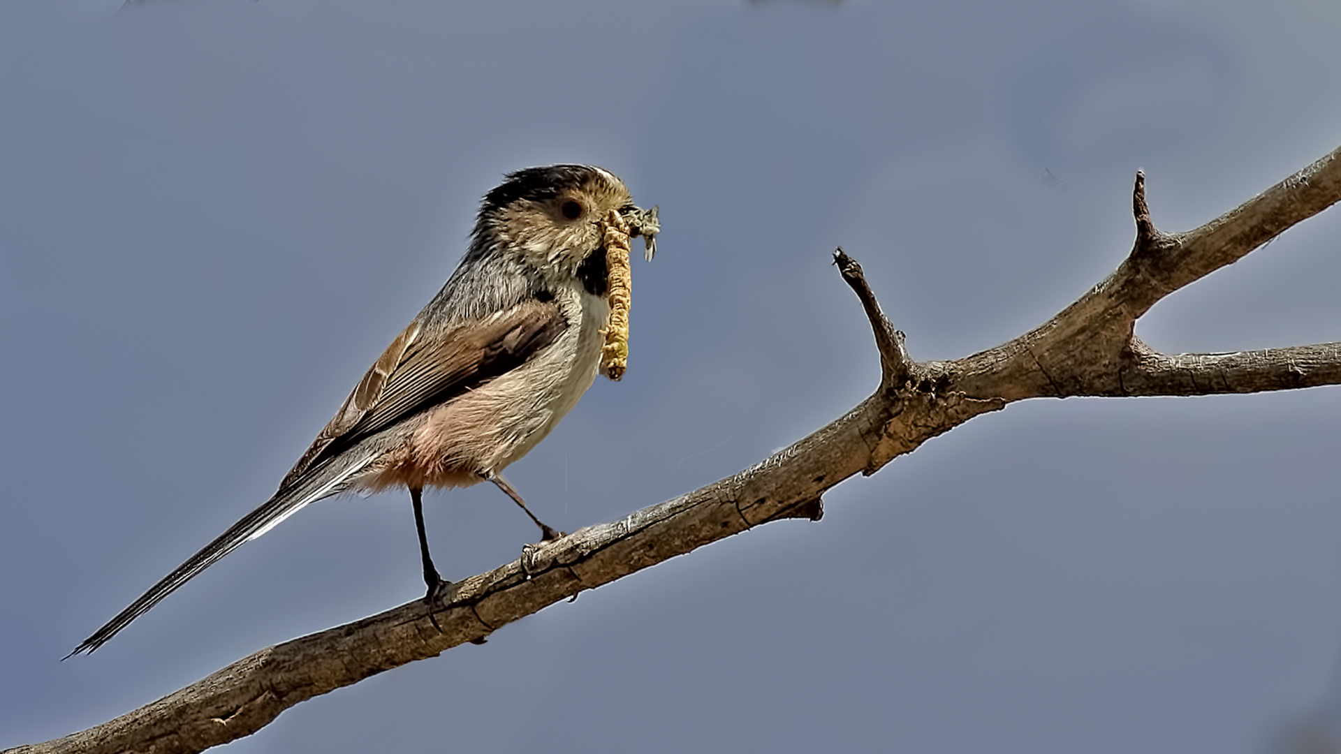 Long-tailed Tit