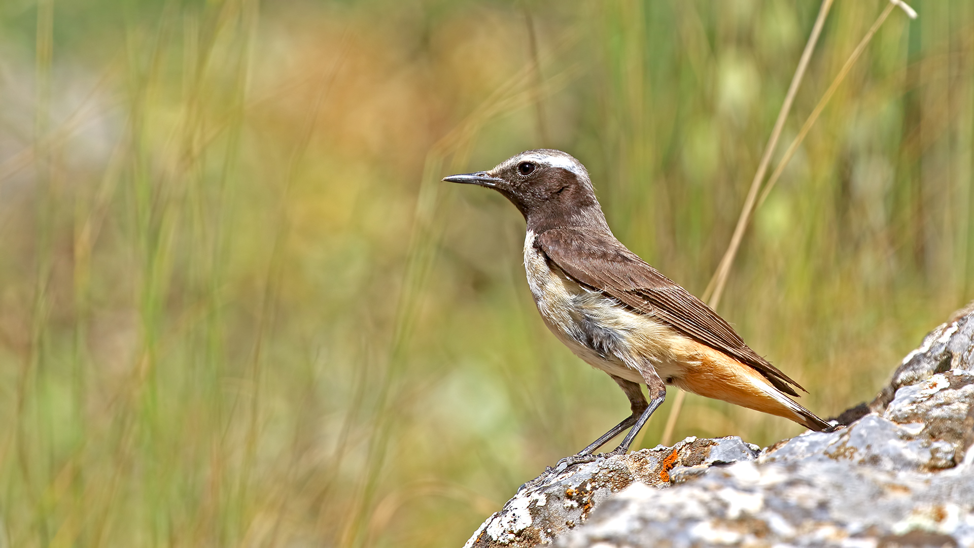 Kurdish Wheatear — Ana fotoğraf