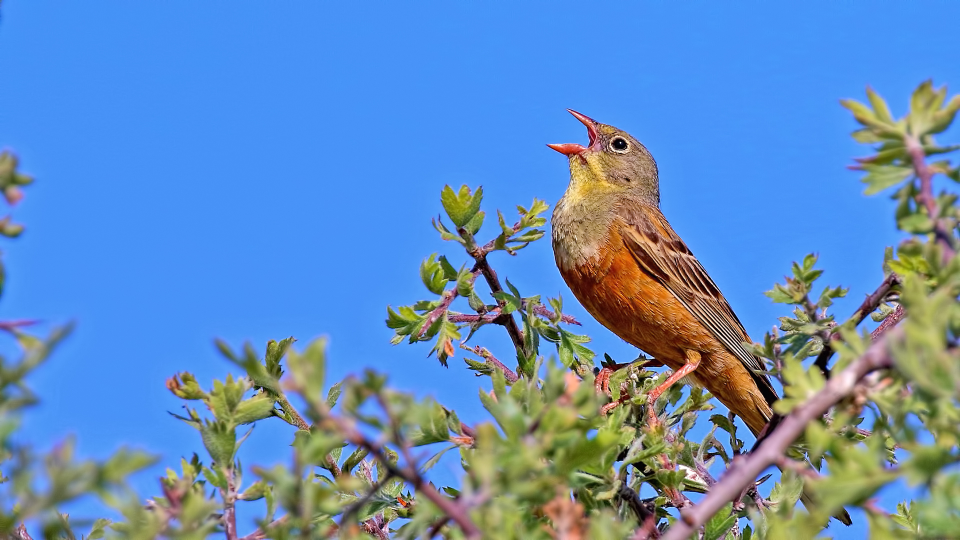 Ortolan Bunting