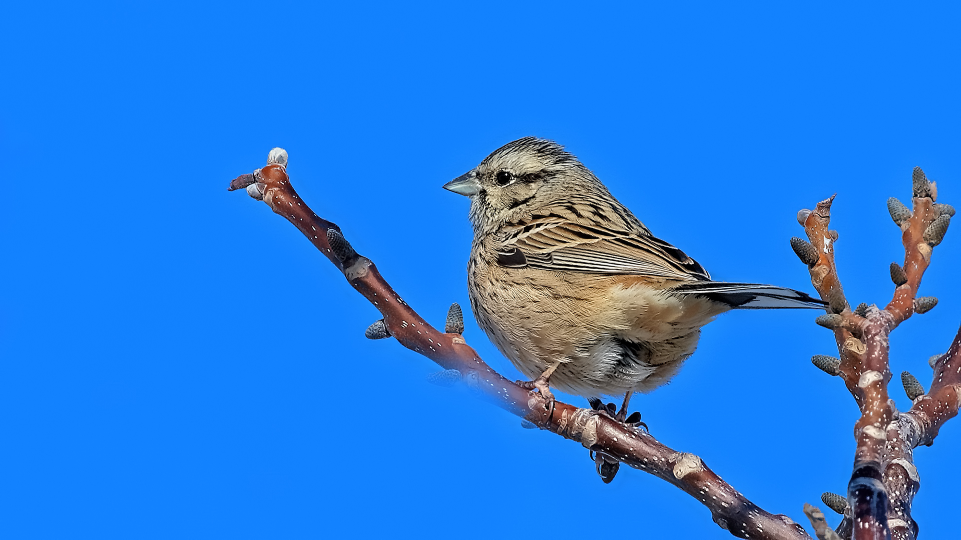 Rock Bunting