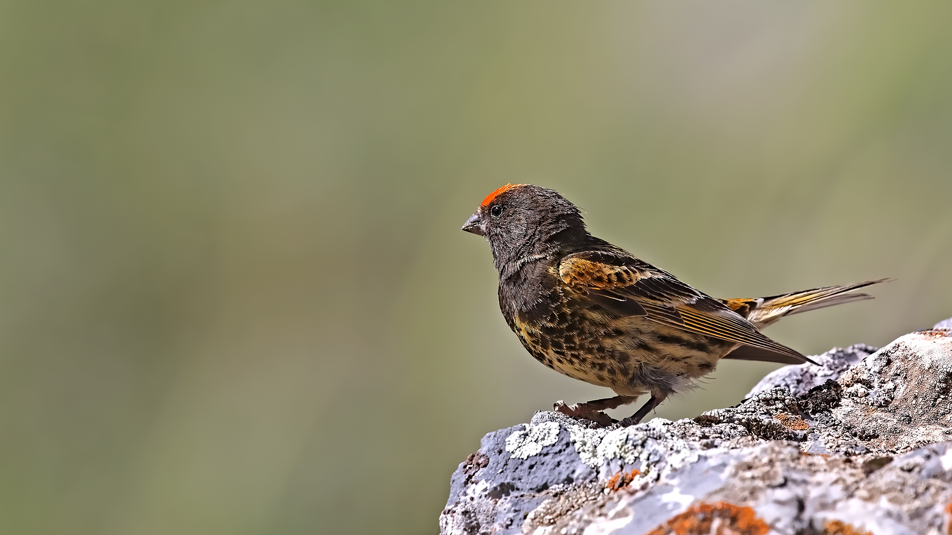 Fire-fronted Serin