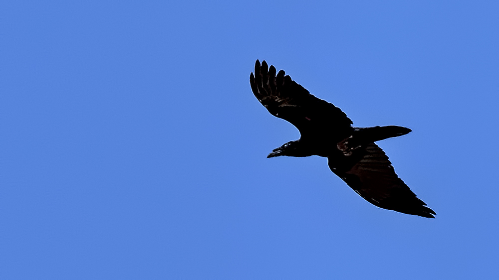 Common Raven
