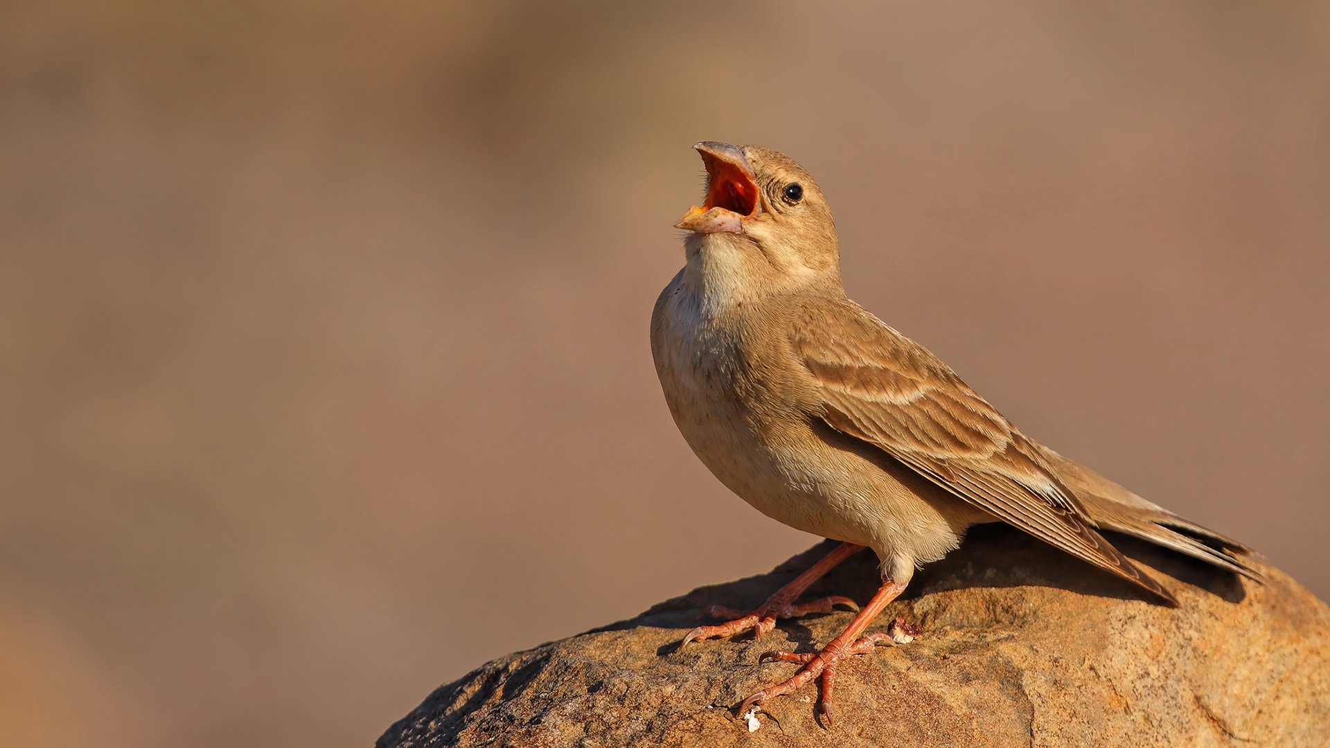 Pale Rockfinch