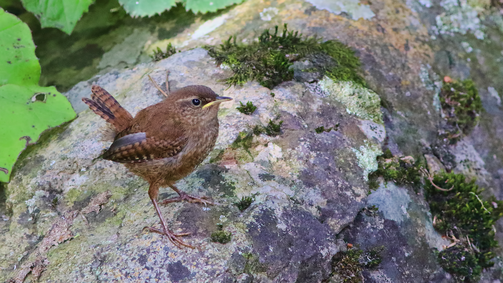 Eurasian Wren — Ana fotoğraf