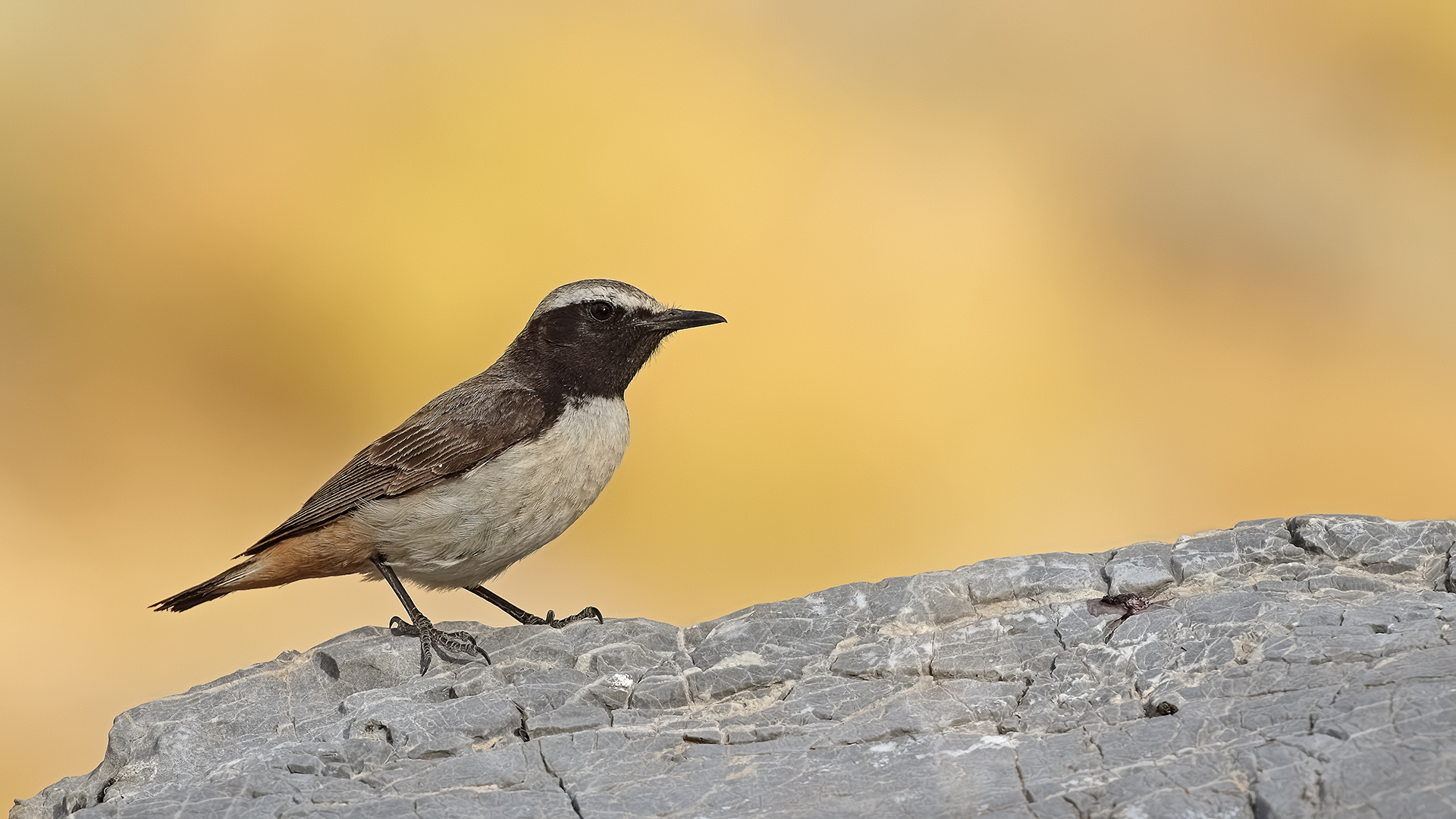 Kurdish Wheatear