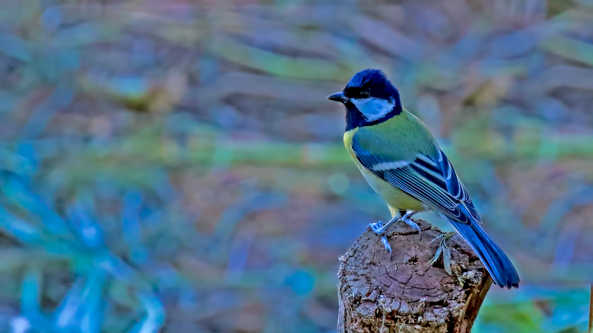 Great Tit — Ana fotoğraf