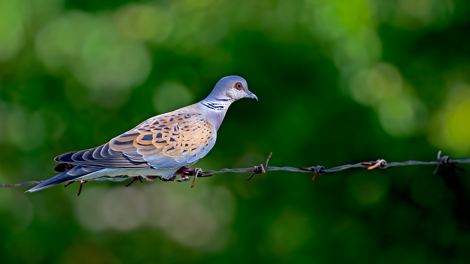 European Turtle-Dove