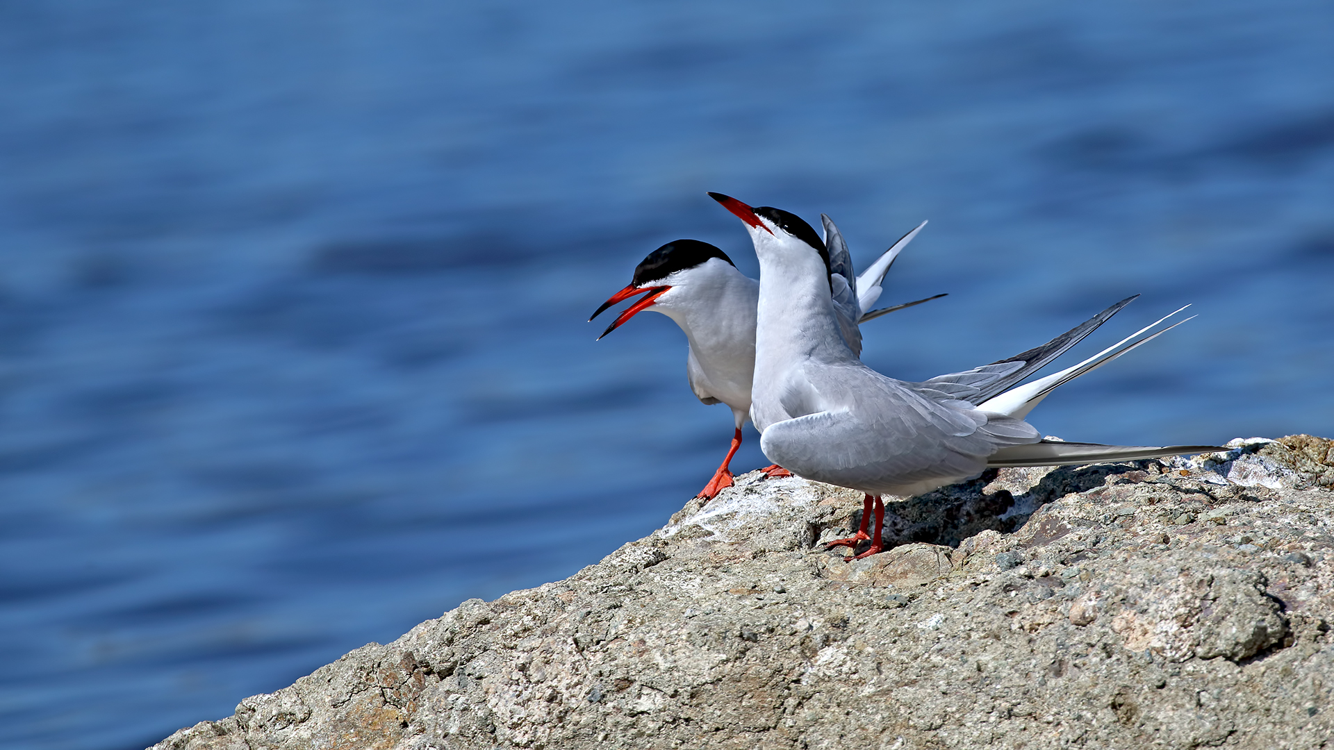 Common Tern