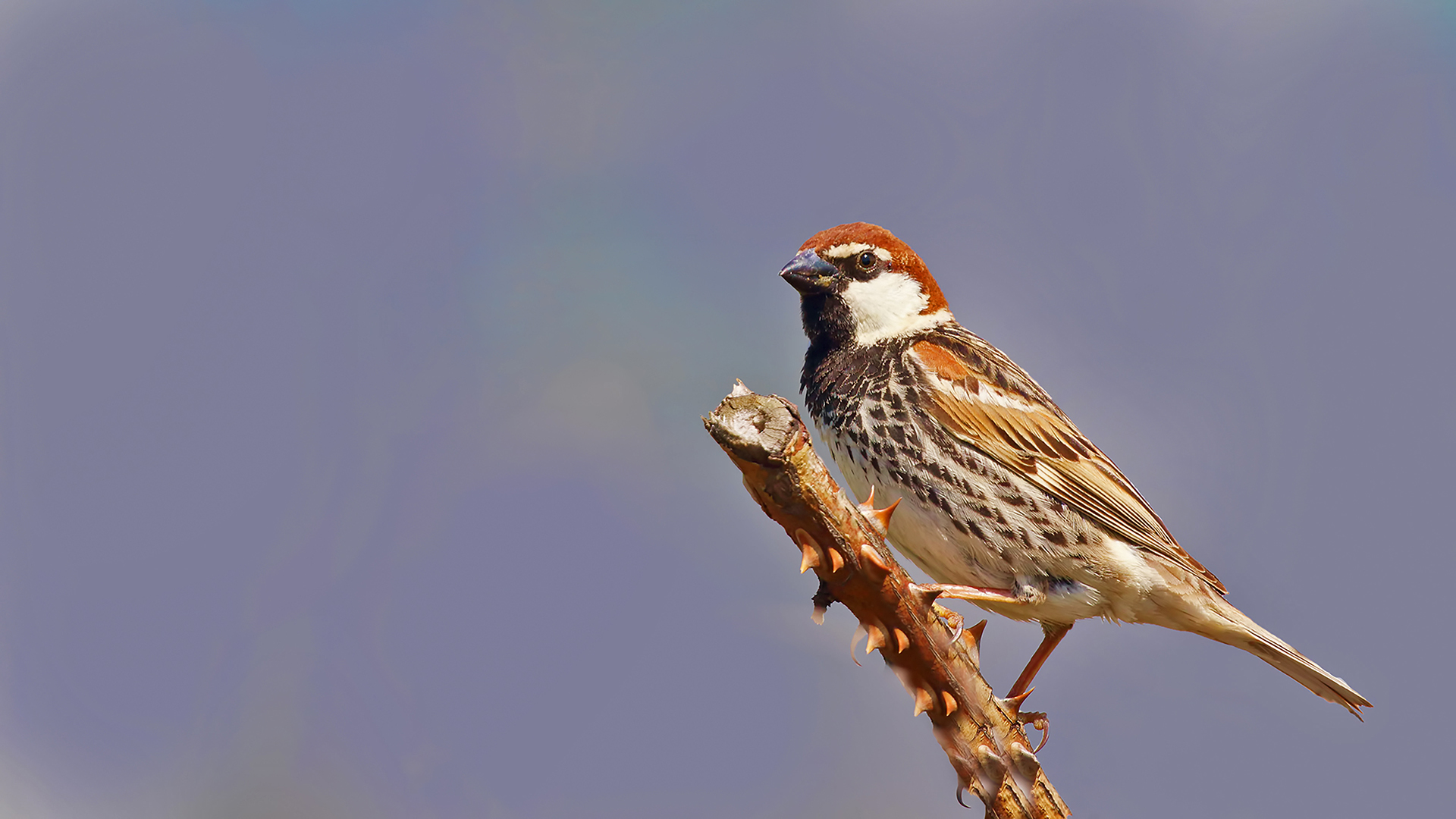 Spanish Sparrow