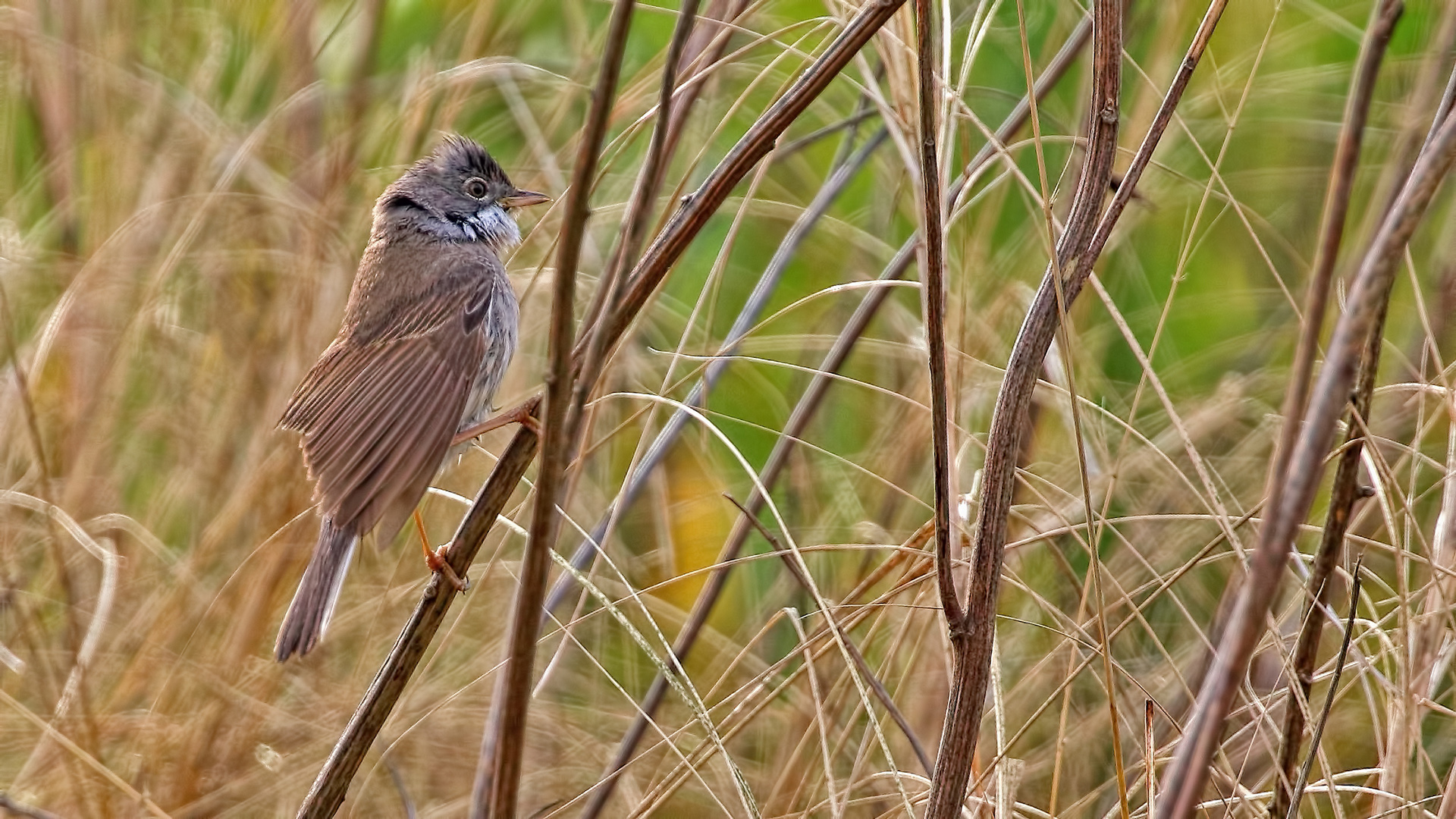 Subalpine Warbler — Ana fotoğraf
