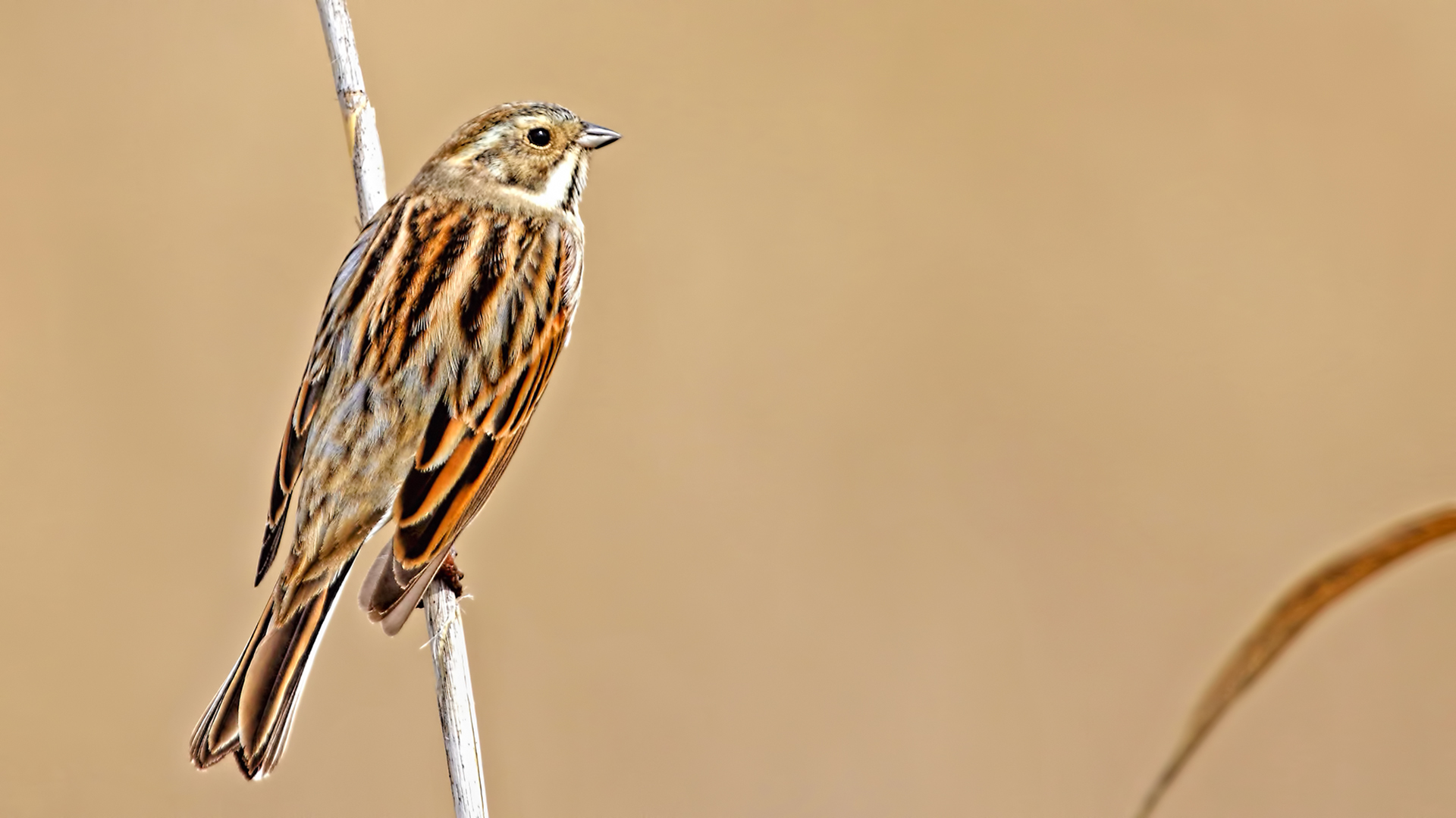 Reed Bunting